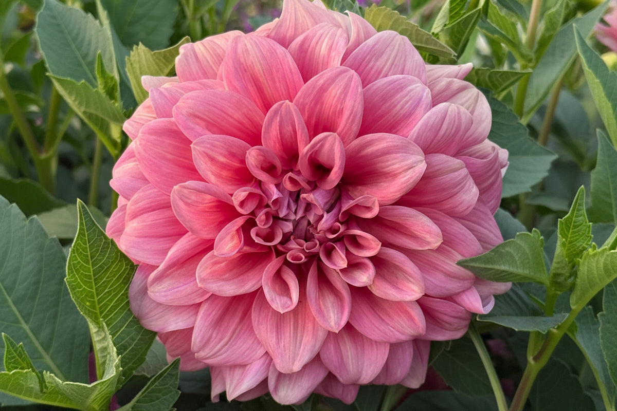 Lileah Caramel Rose