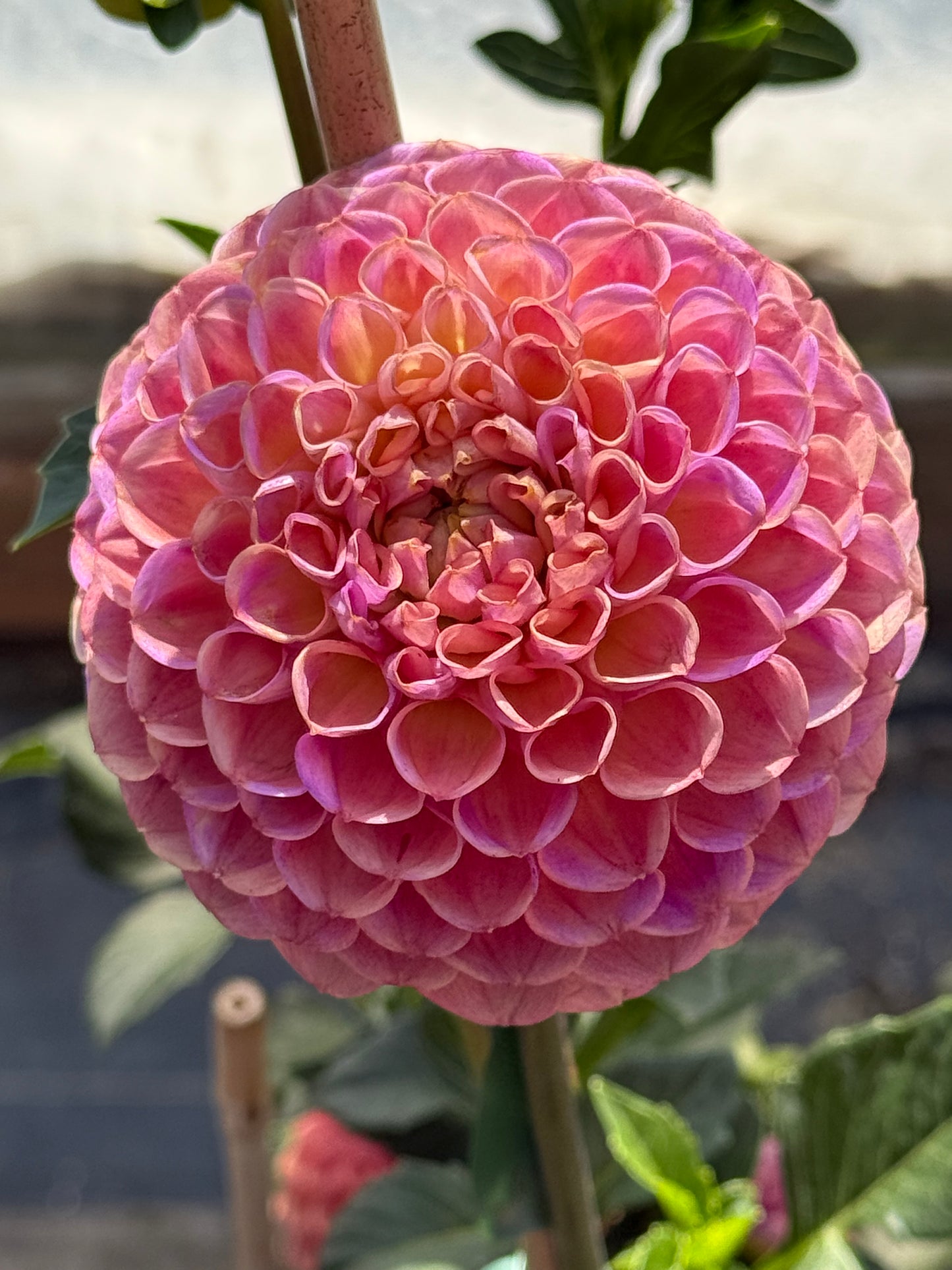 Hapet Coppery Dahlia