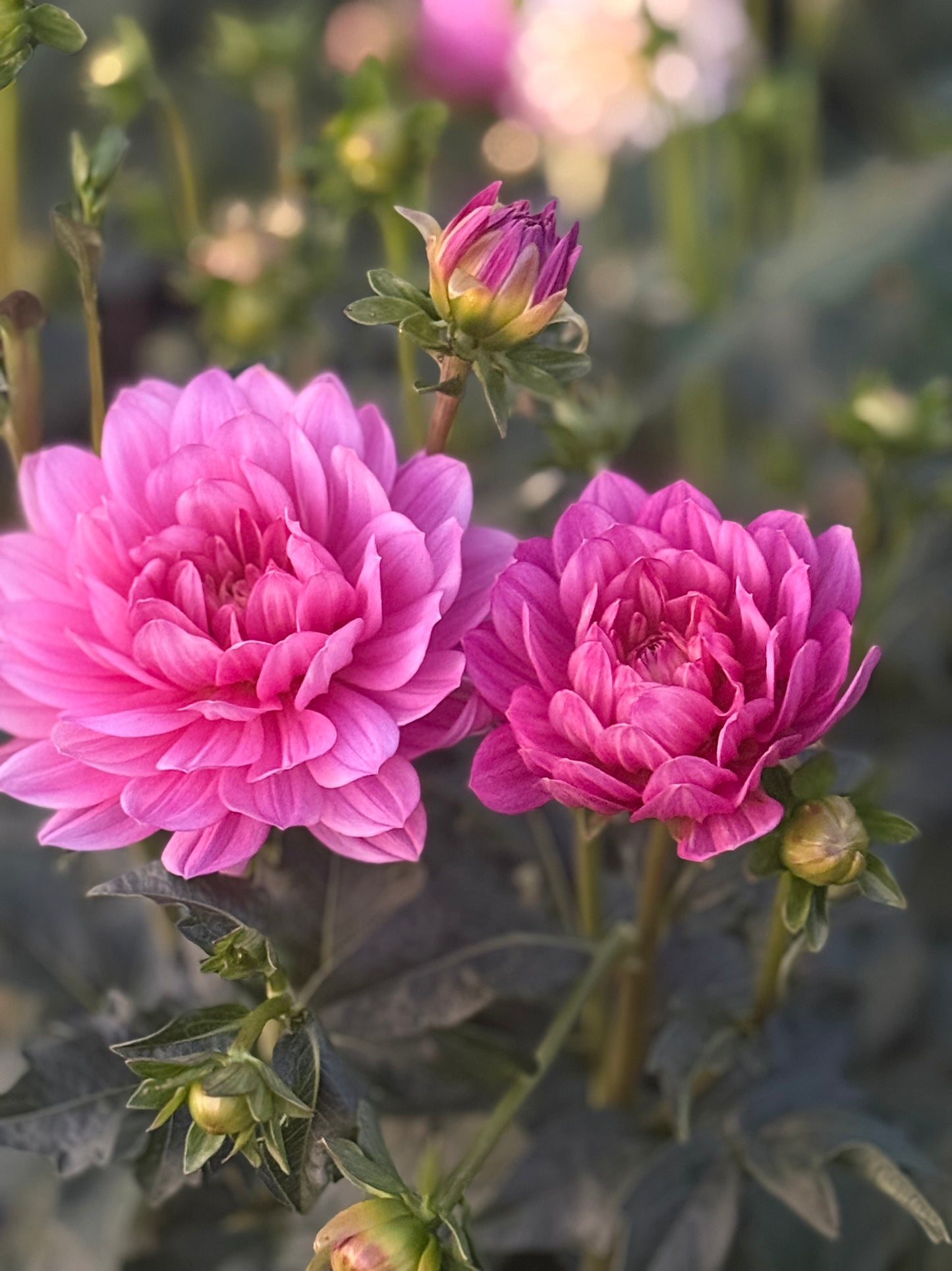 Hollyhill Pink Martini Dahlia