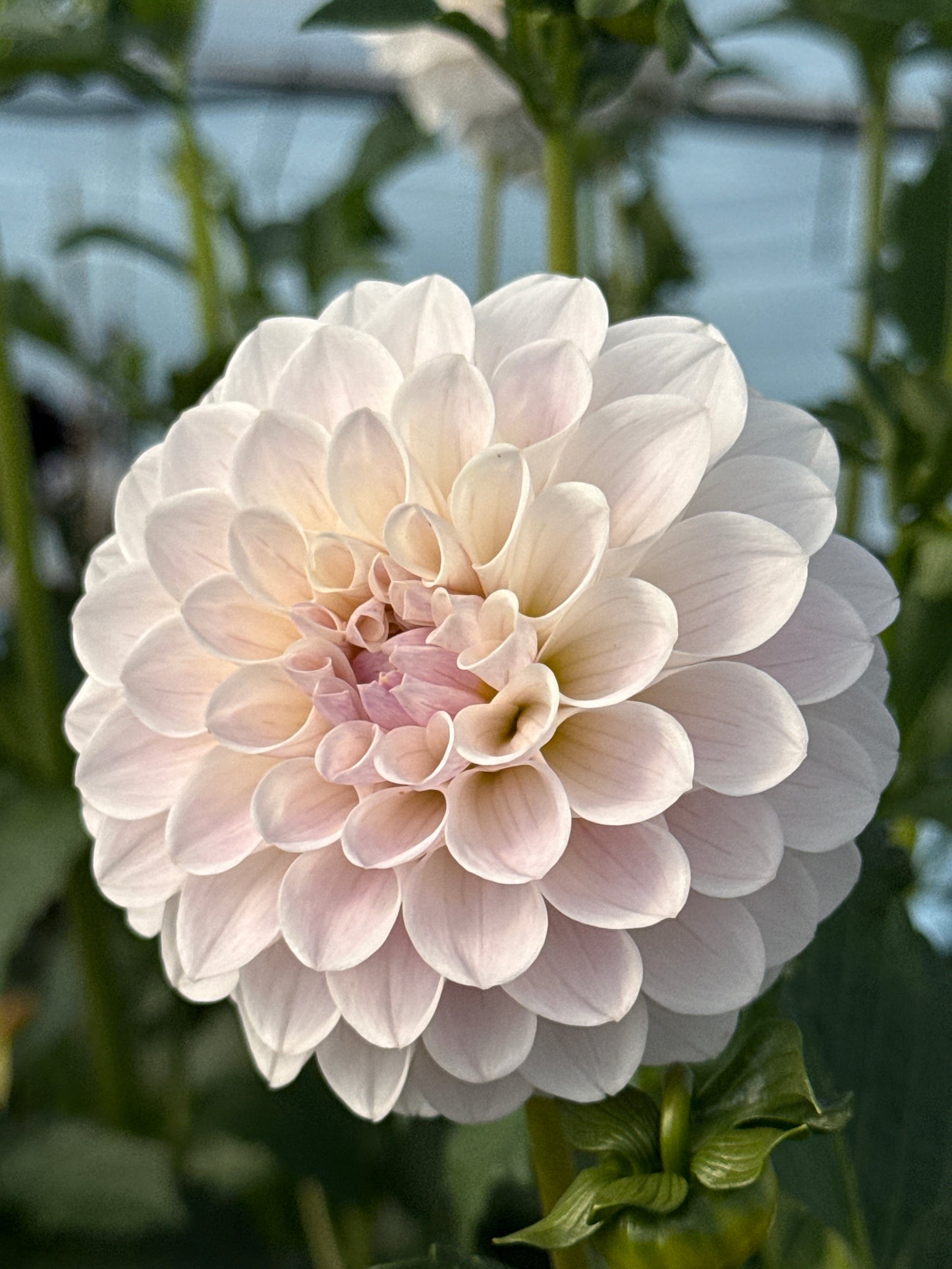 RM Hannah Joe Rooted Cuttings