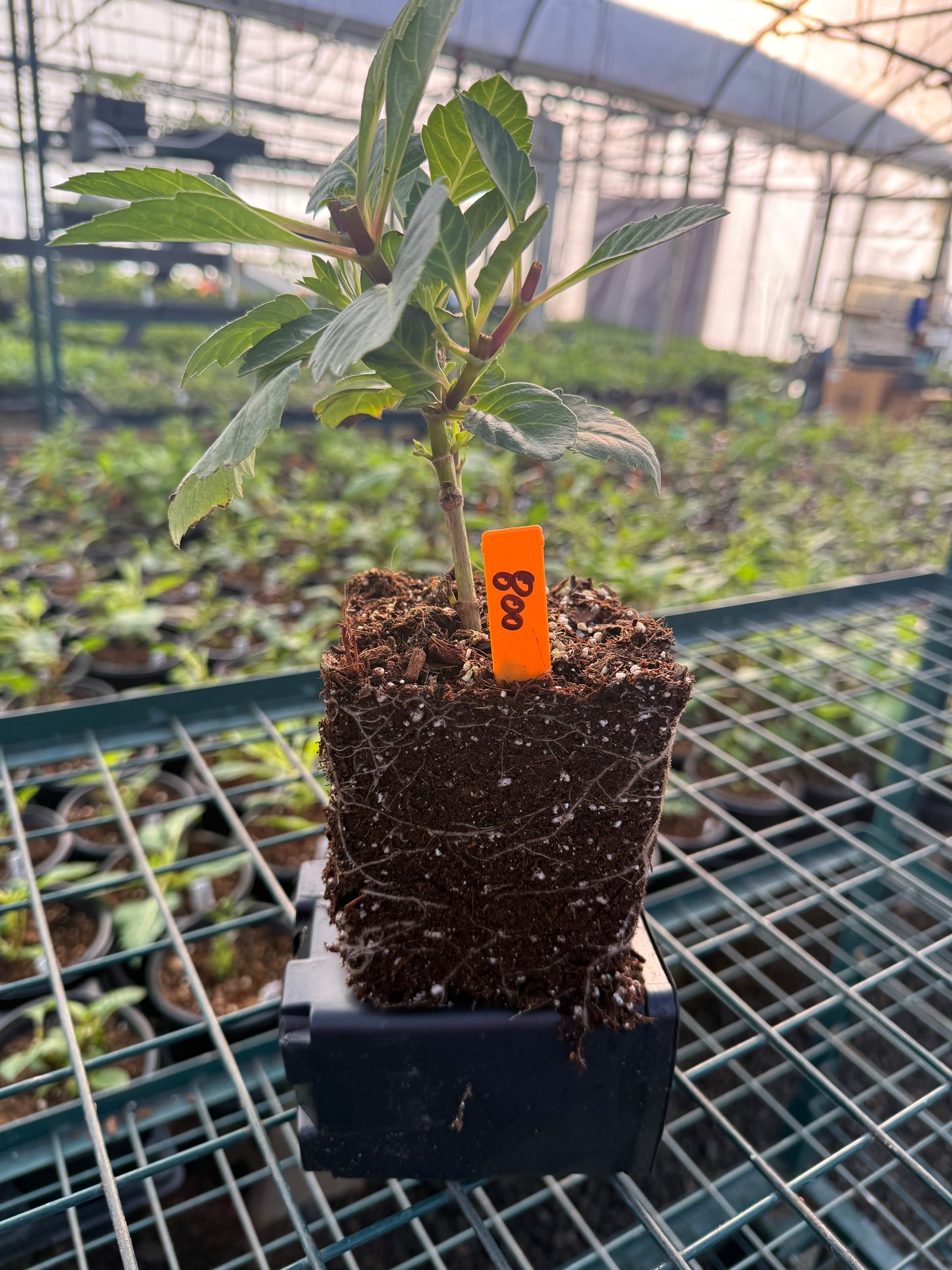 Lee's Pink Grapefruit Grande Quart Shipping March 30 - April 1
