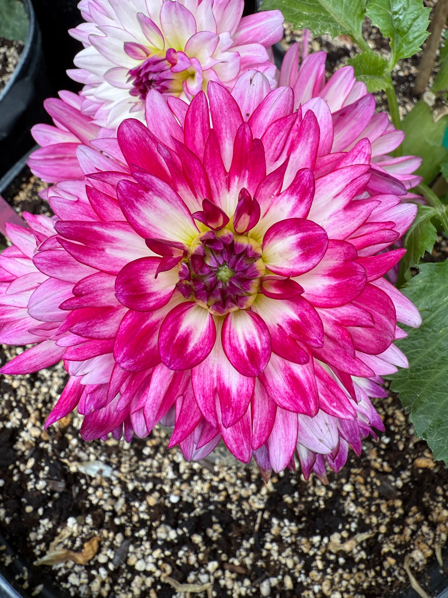 HBG Roxanne Marie Dahlia