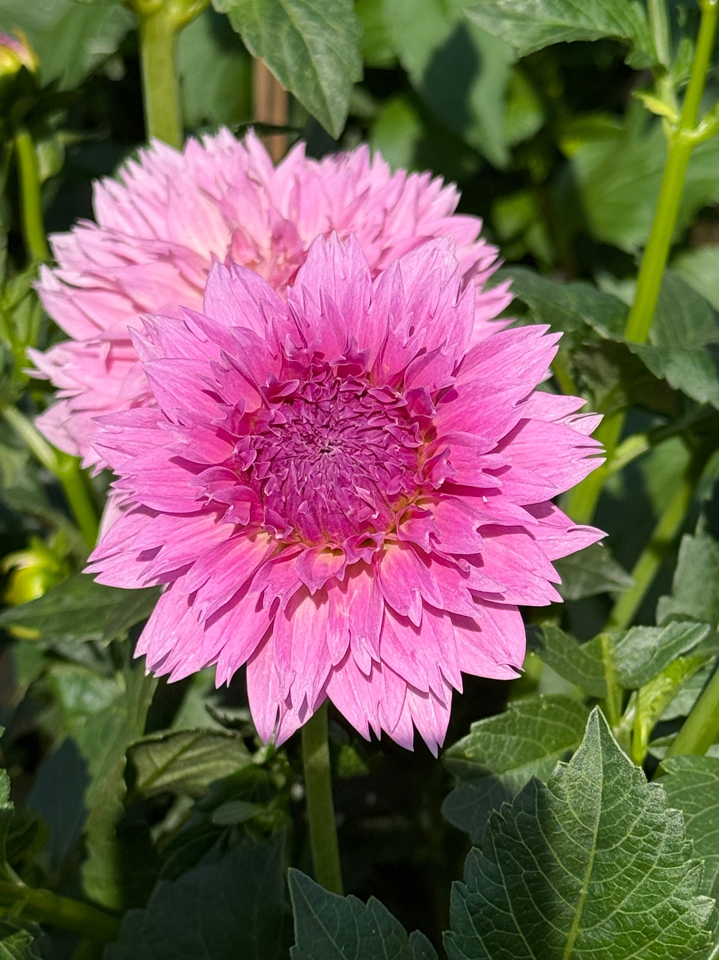 Lee’s Dragonfruit Fizz Dahlia