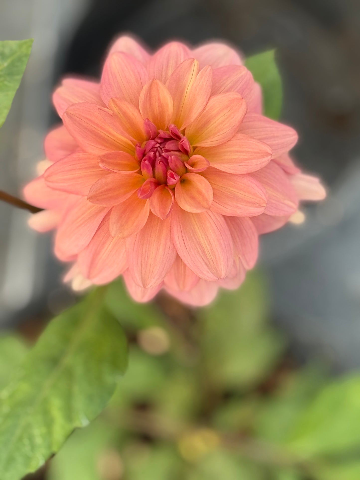 Lee's Fresh Penny Dahlia