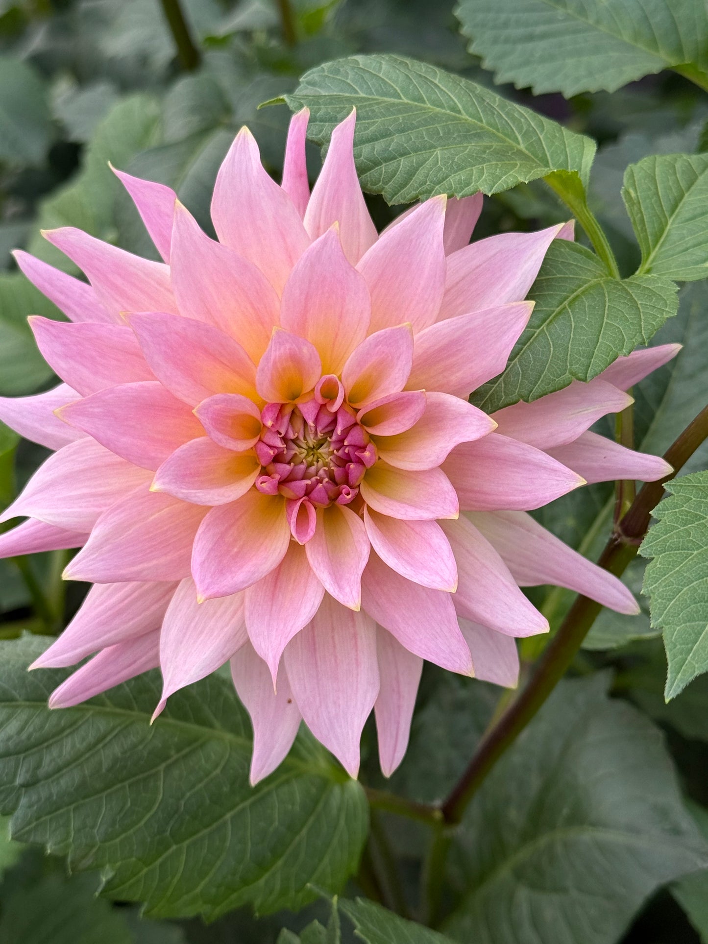 Lee's Grand Budapest Rooted Cuttings