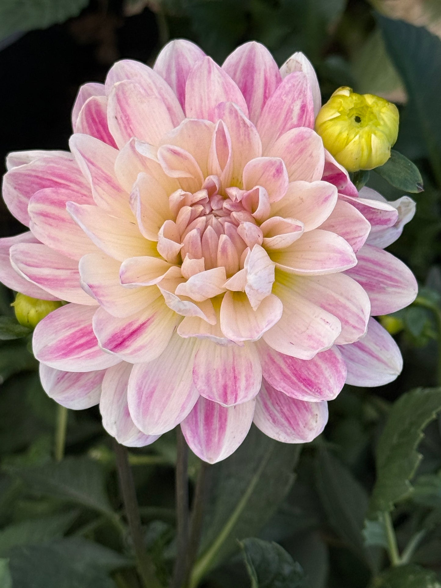 Kelgai Ann Rooted Cuttings