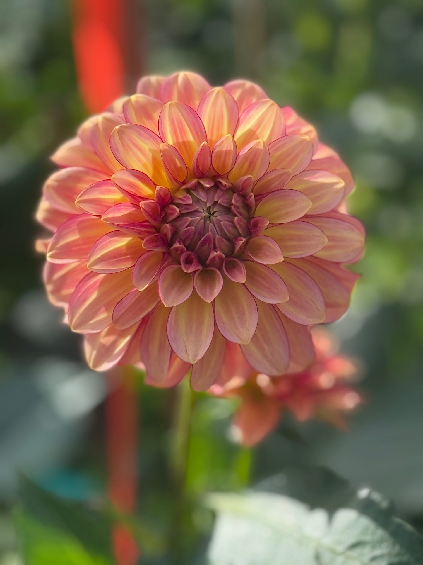 RM Raspberry Twinkle Dahlia