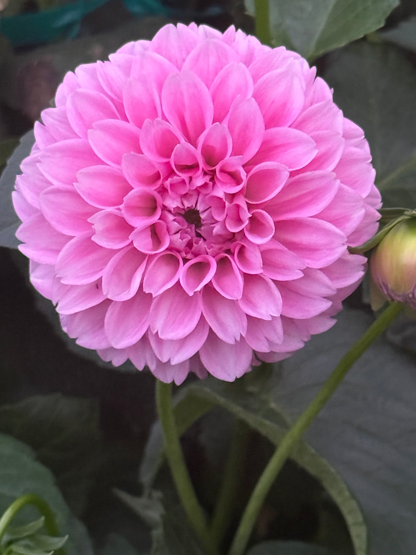 Marshmallow Baby Dahlia