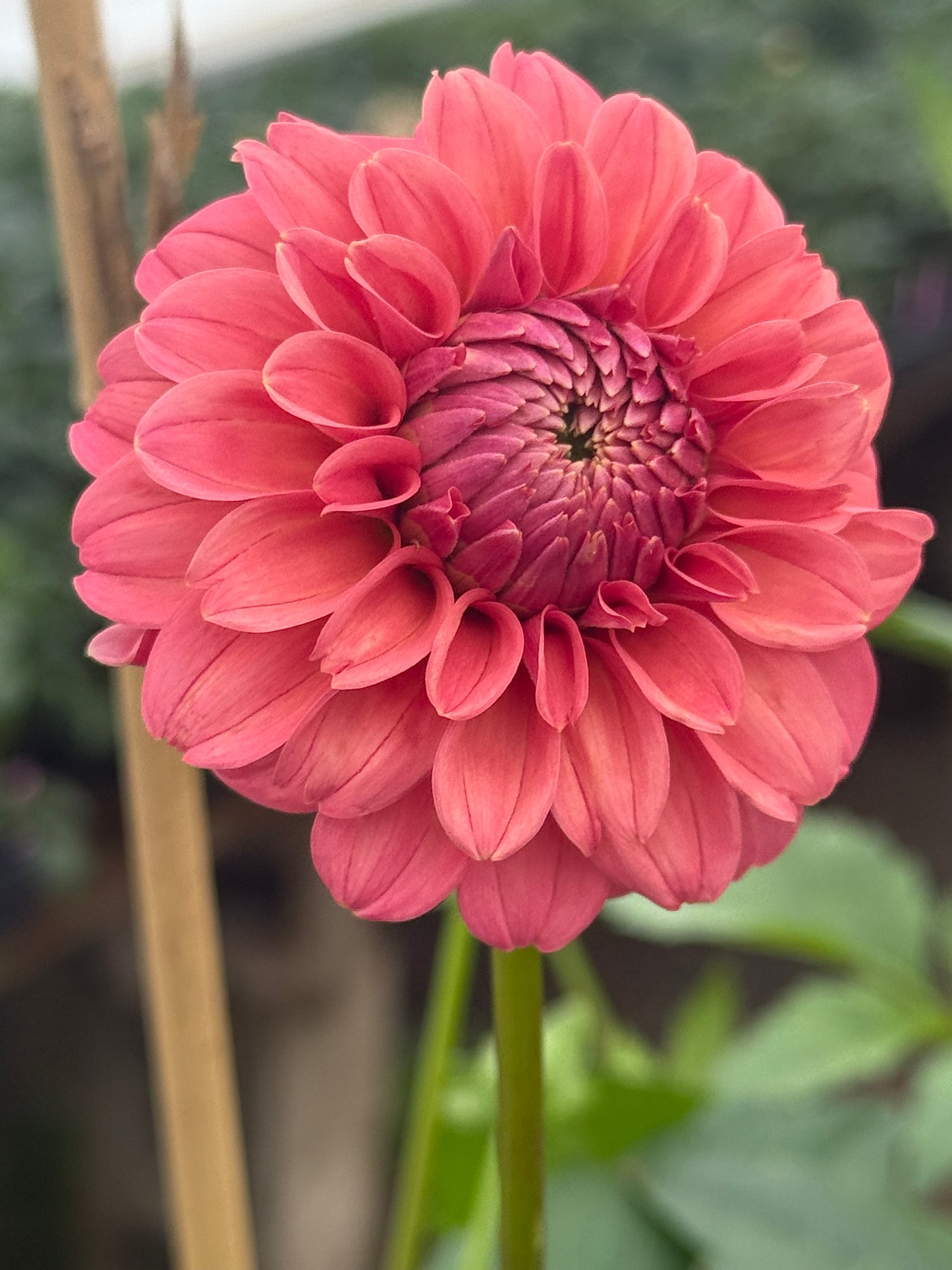 Lee's Ellis Dahlia