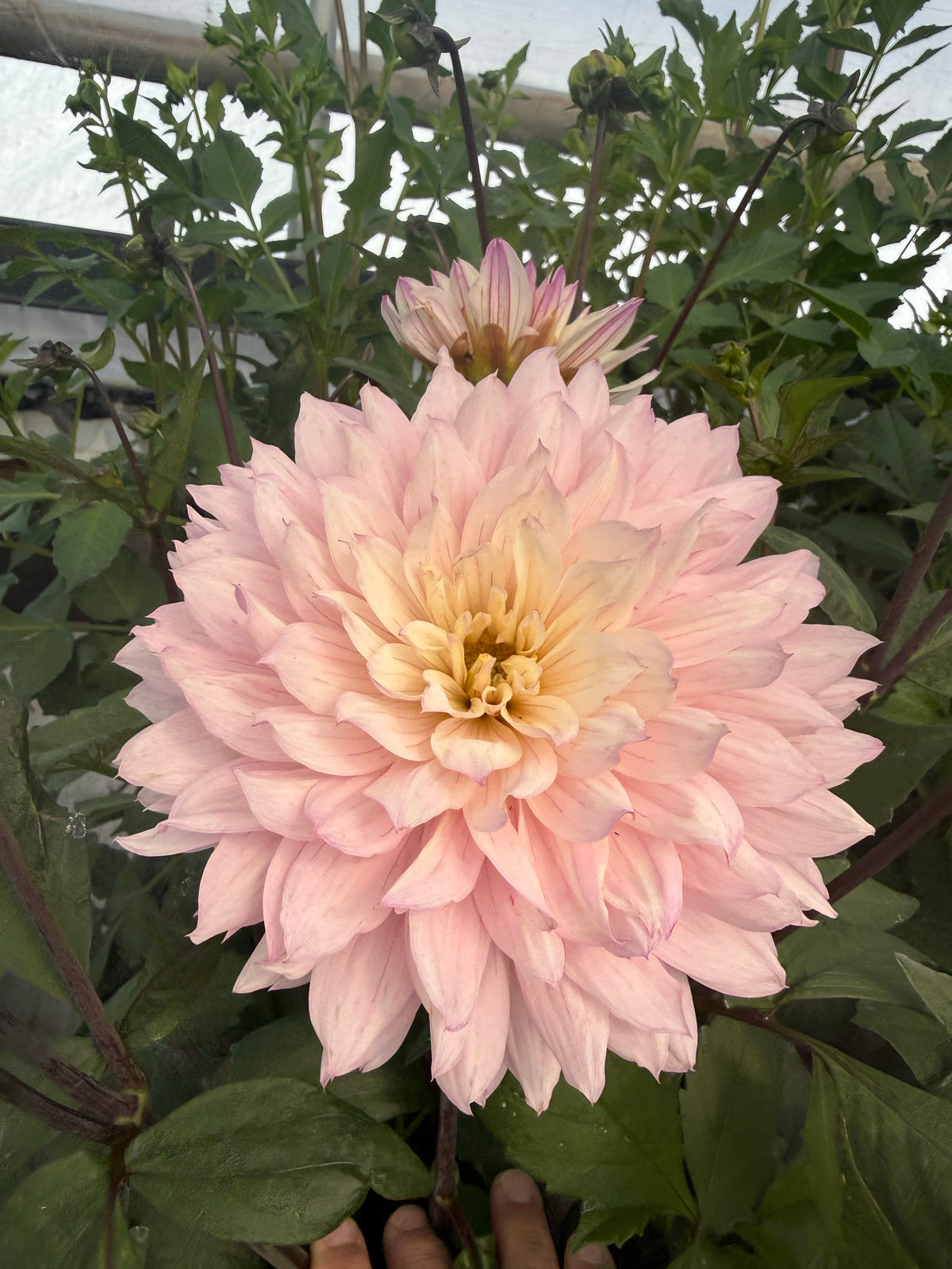 Le Thoureil Dahlia