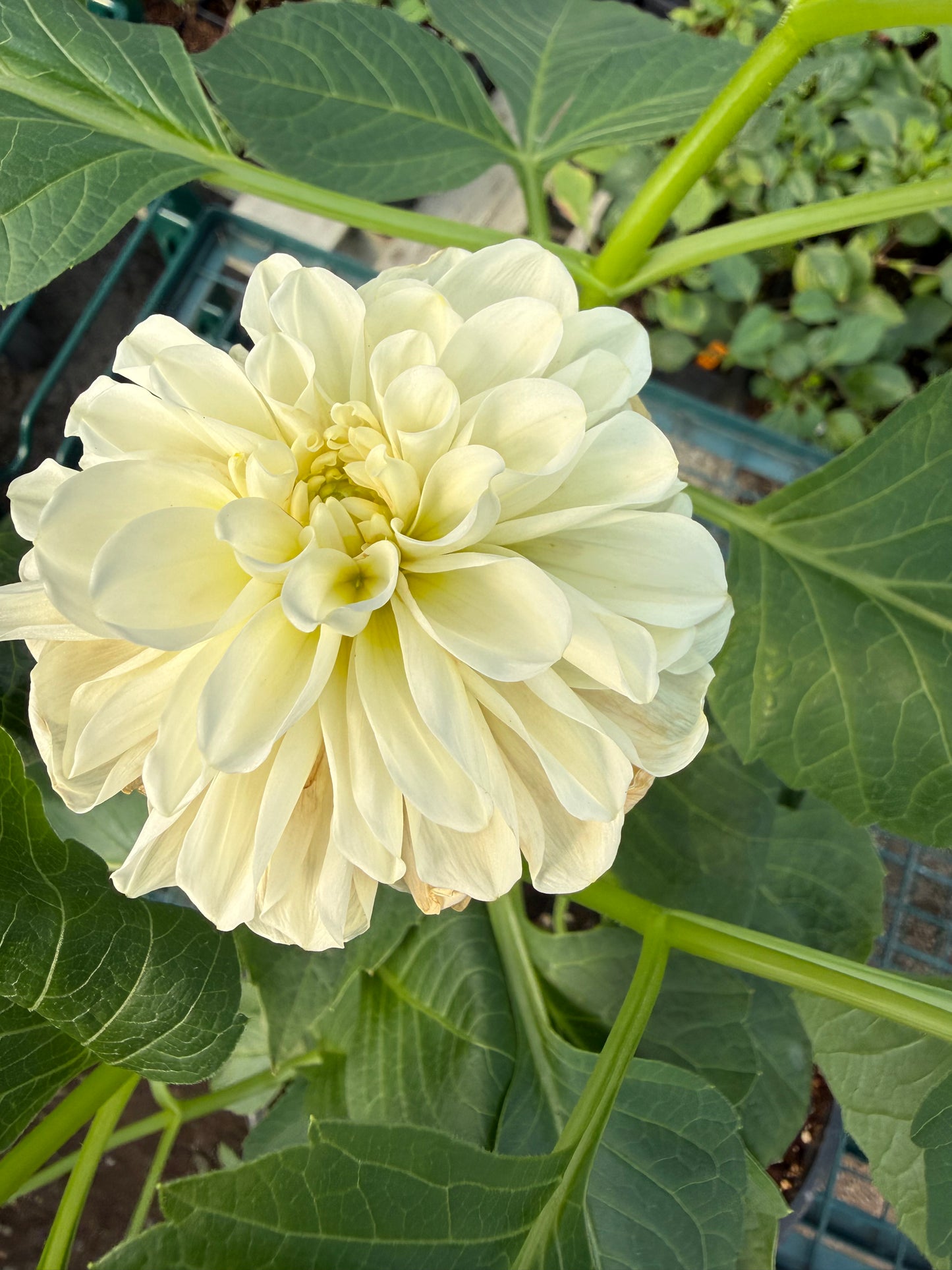 Madeleine Moon Rooted Cuttings Shipping Apr 1 - May 15