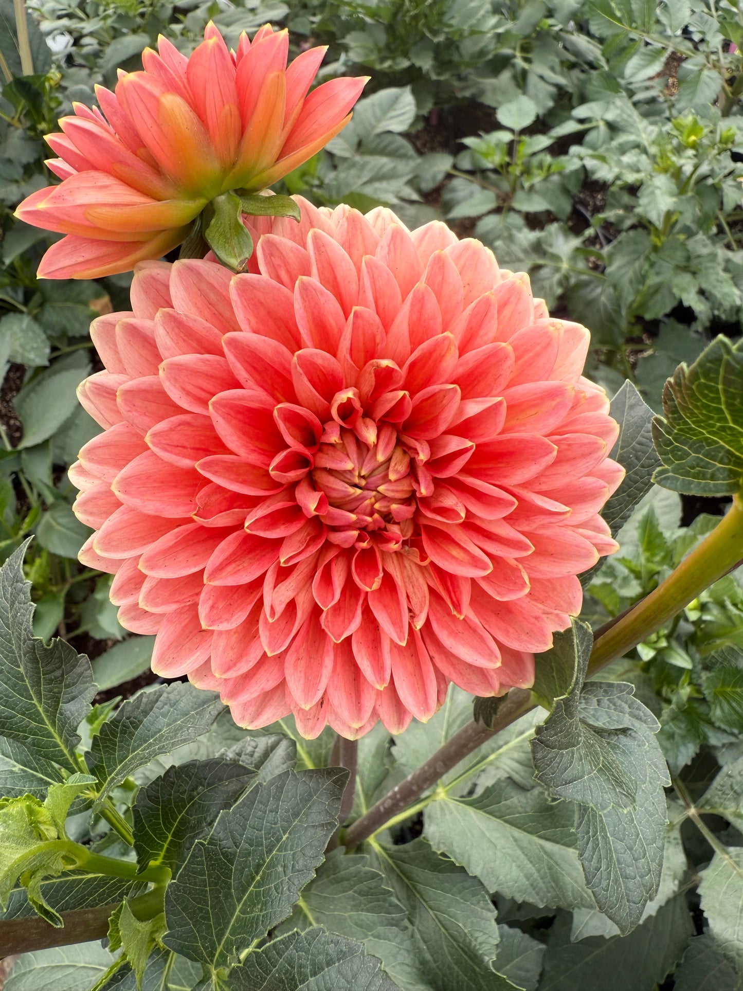 Lee's Persimmon Dahlia