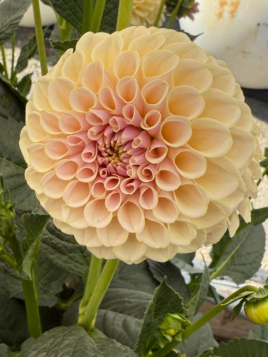 KA’s® Cinder Rose Rooted Cuttings Shipping Apr 1 - May 15