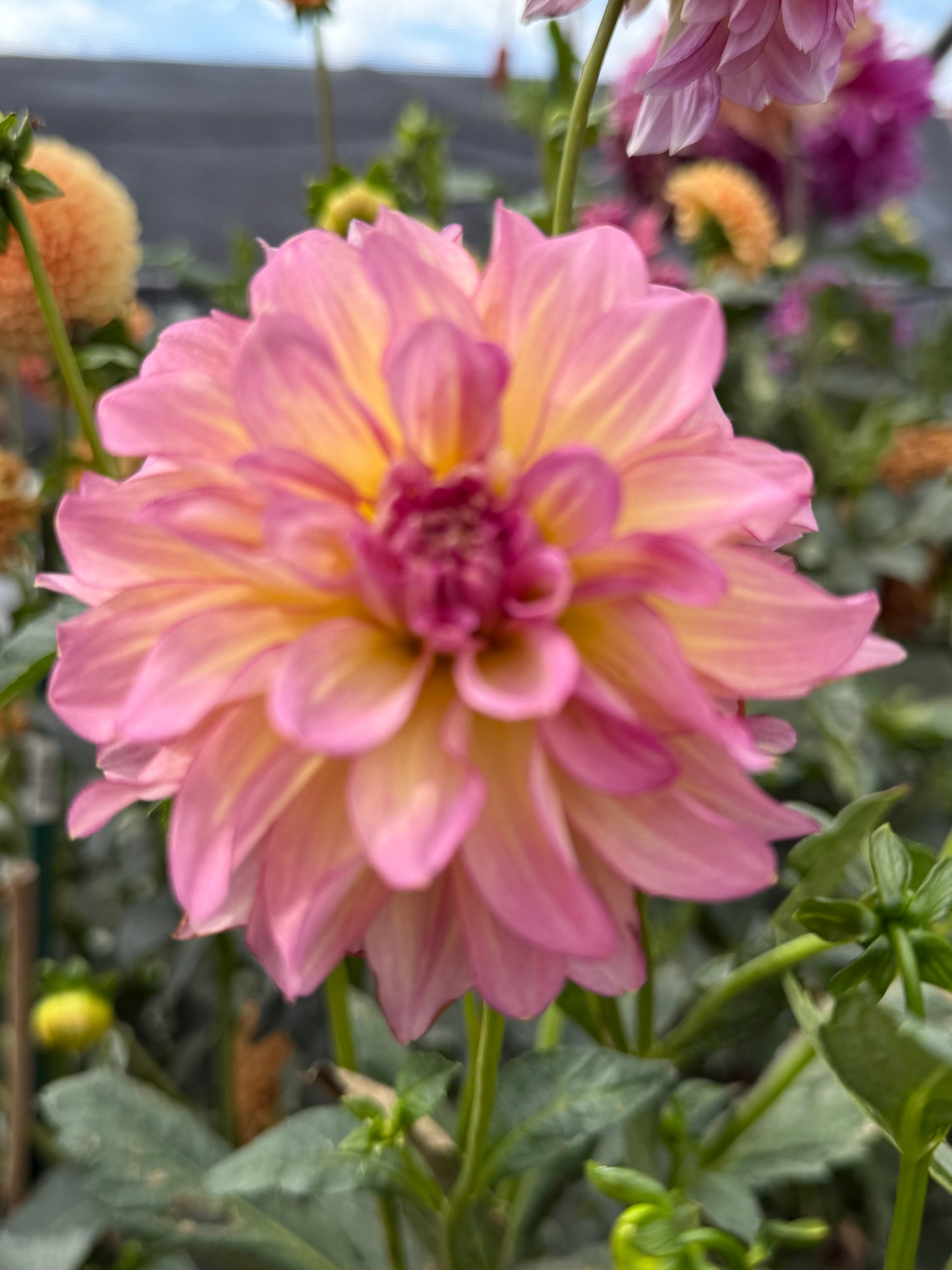 AC Twisp Rooted Cuttings