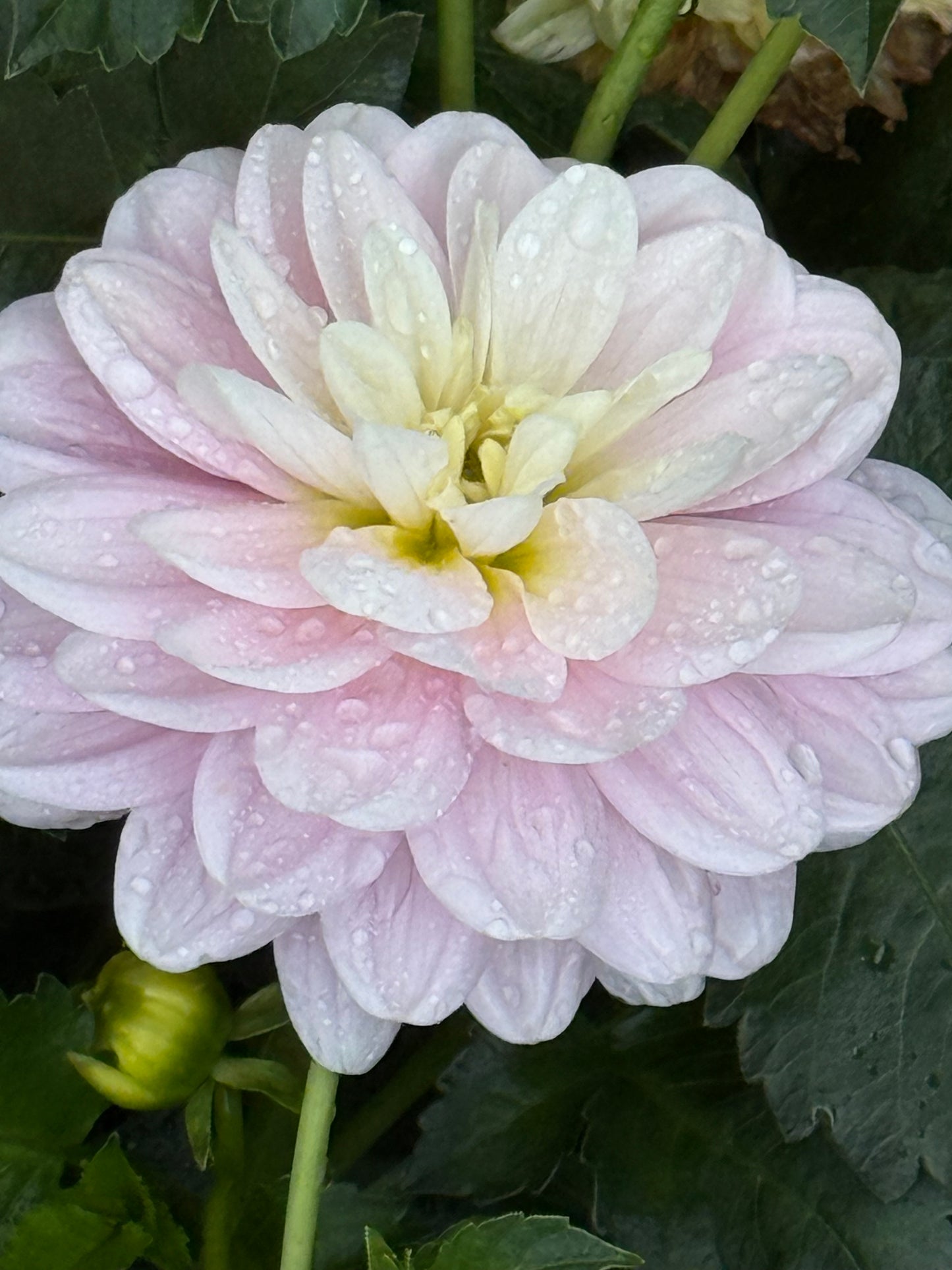 Bracken Ballerina Dahlia