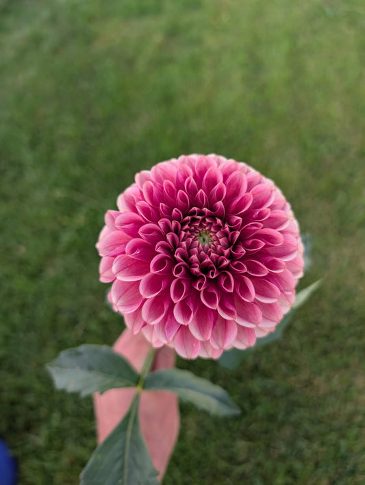 Levi's Blood Moon Dahlia