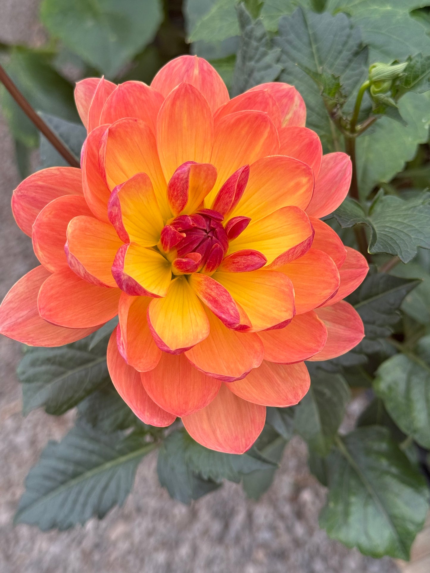 GFF Butterscotch Rooted Cuttings