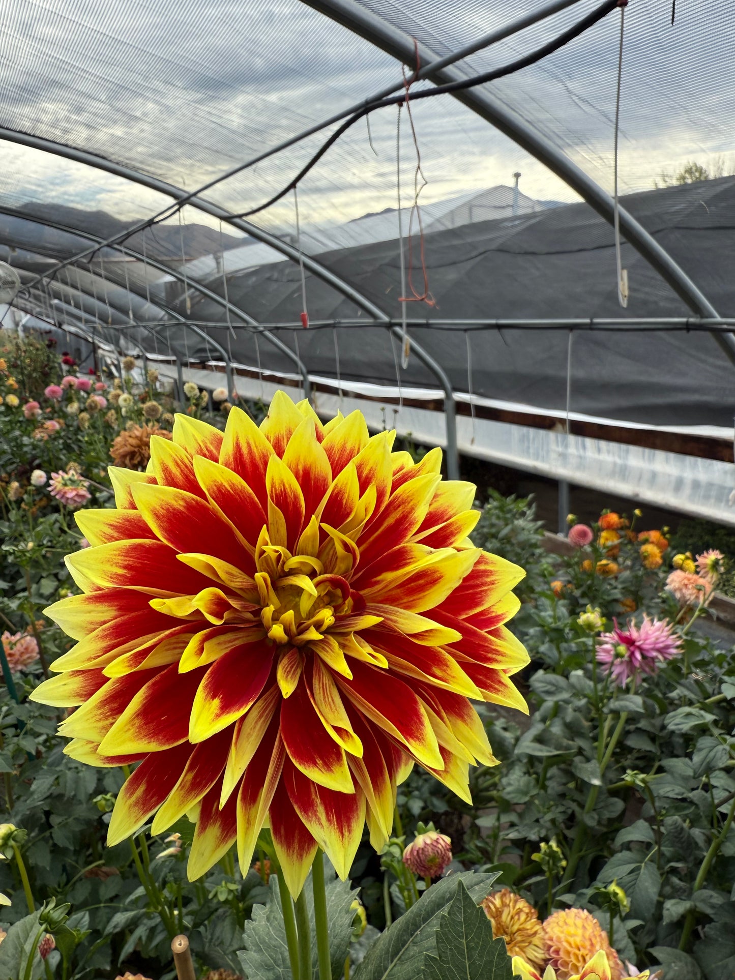 Ketchup & Mustard Dahlia