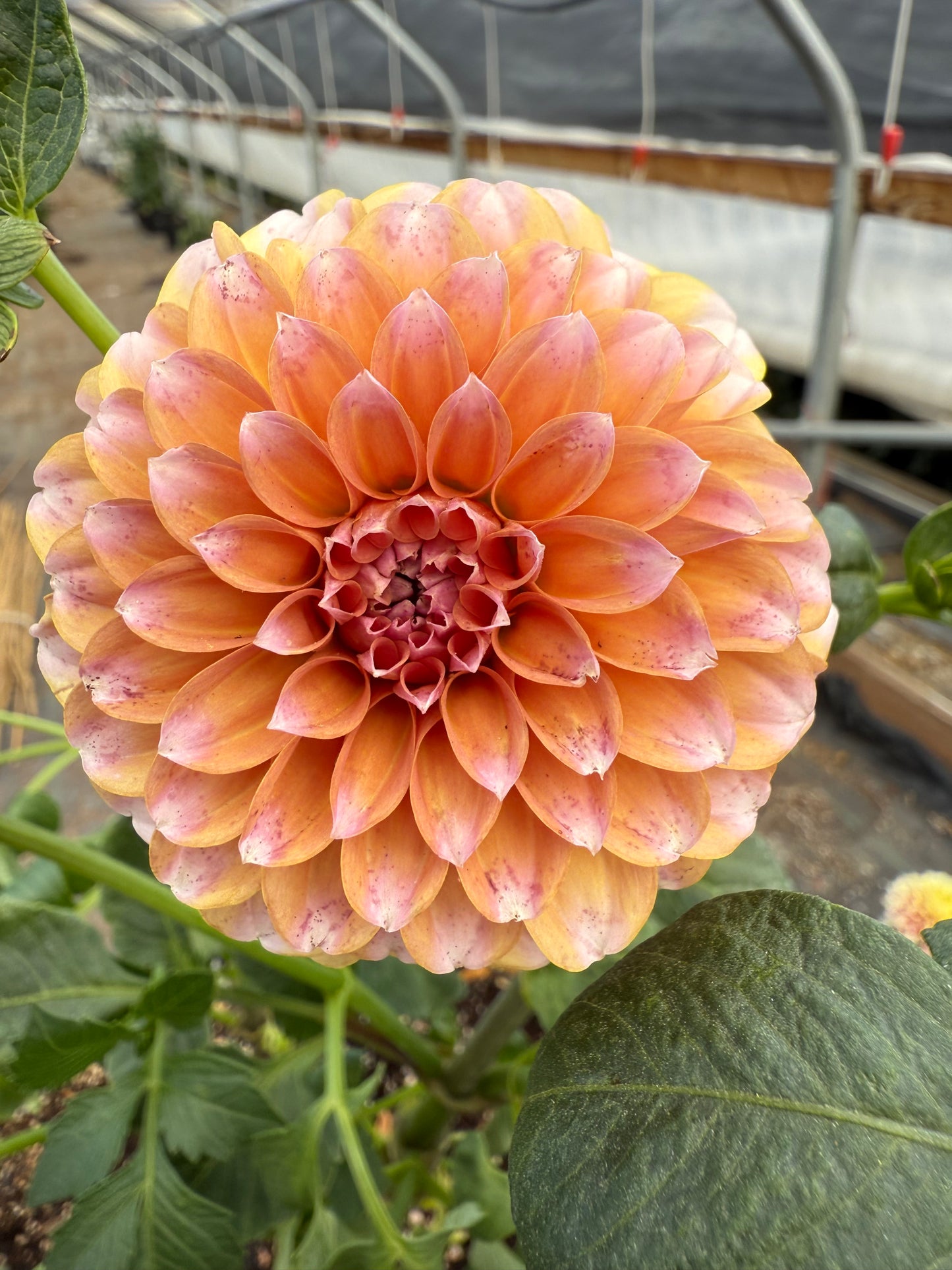 Lee's Serendipity Dahlia