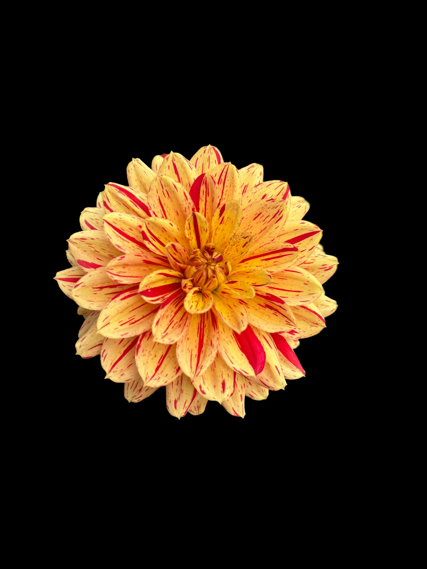 Hollyhill Snowfire Rooted Cuttings