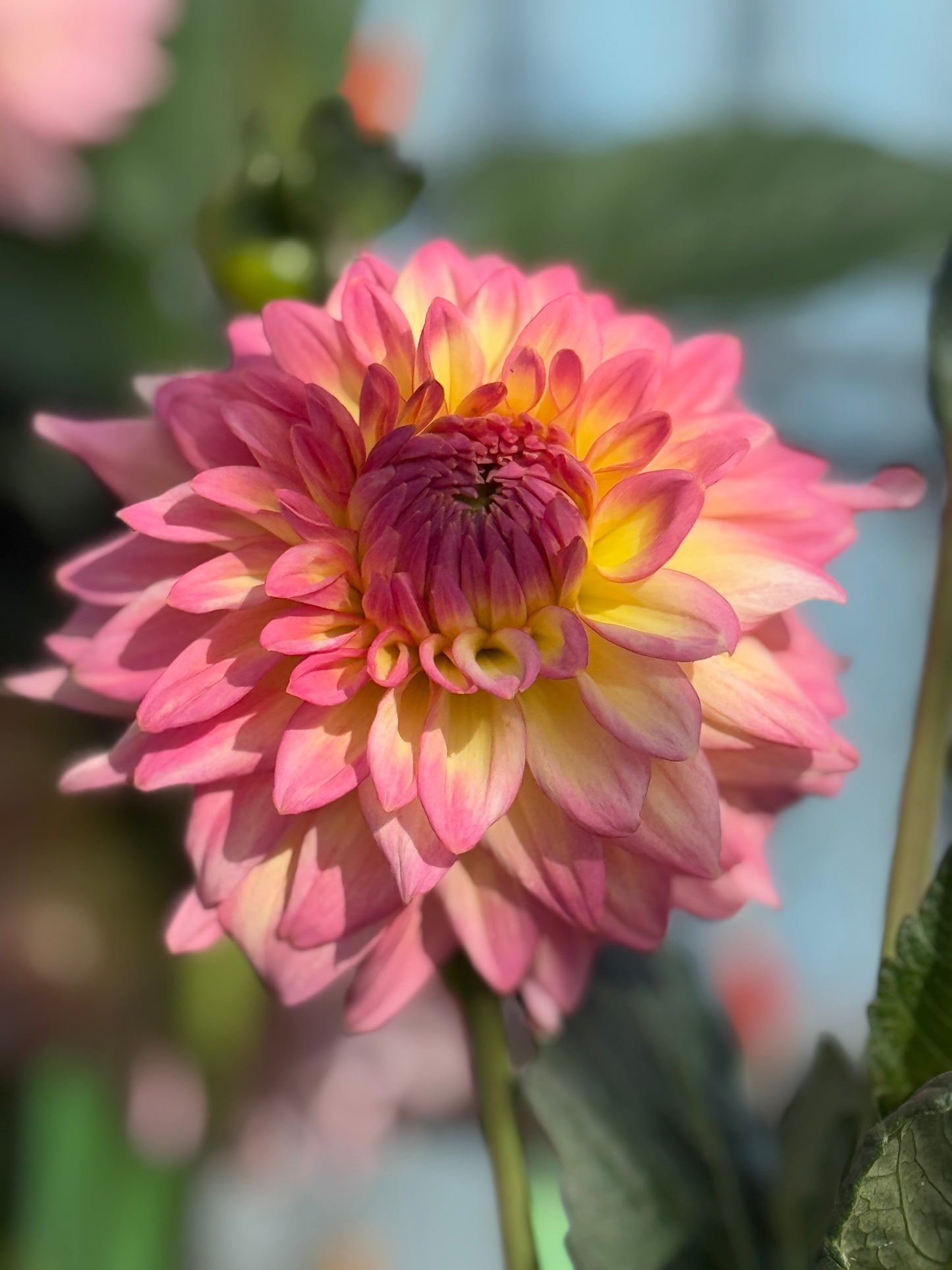 Bloomquist Parasol Dahlia