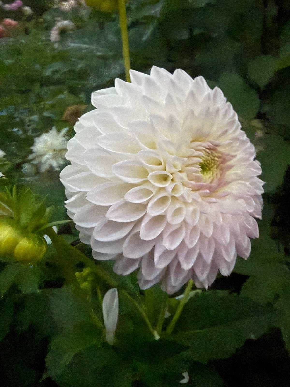 A close-up of a large white Shiori dahlia flower with soft pinkish-tinted edges, surrounded by dark green foliage and buds in a garden setting.
