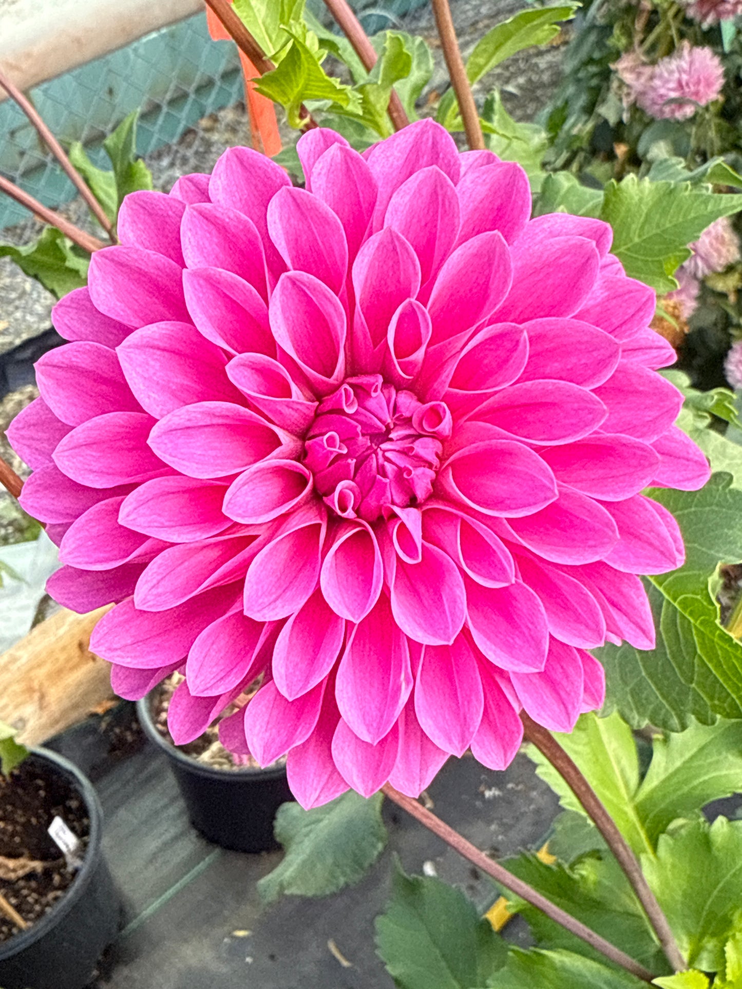 Lee's Flute Loop Lavender Rooted Cuttings