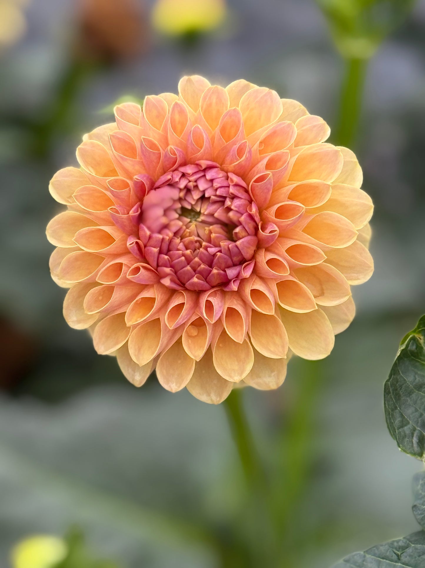 KA’s®️ Daybreak