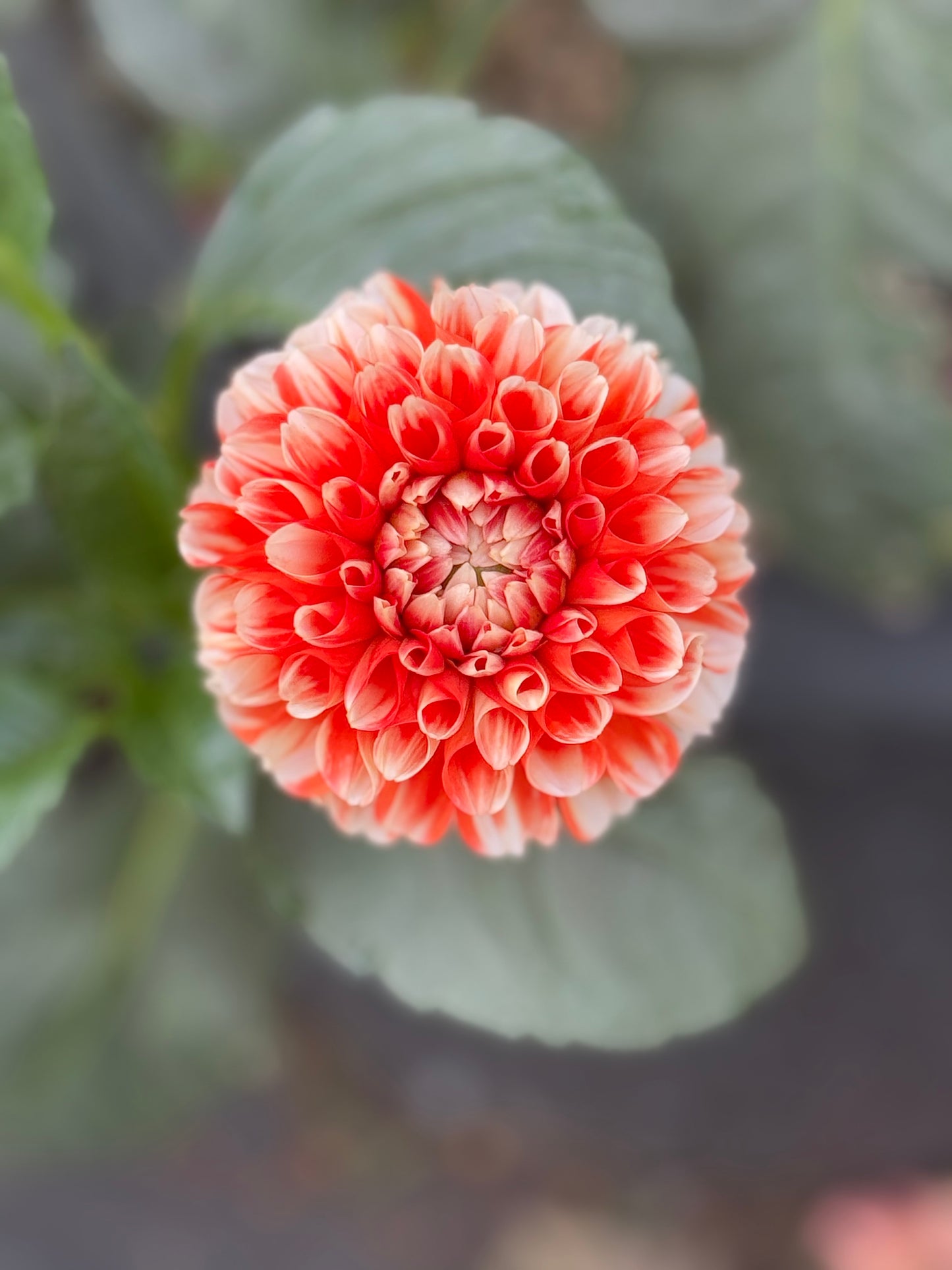 Luan Rooted Cuttings