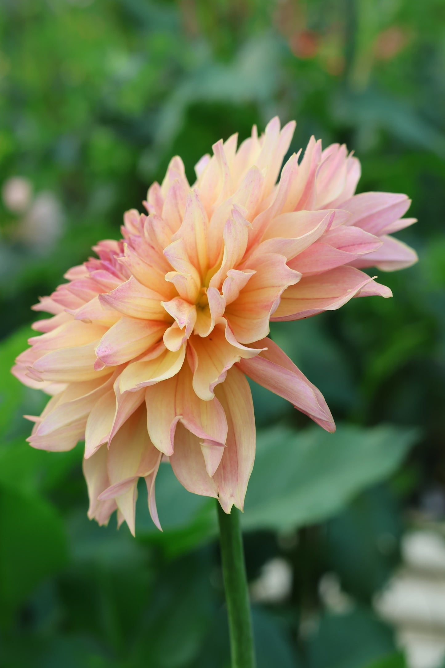 Roga Rooted Cuttings