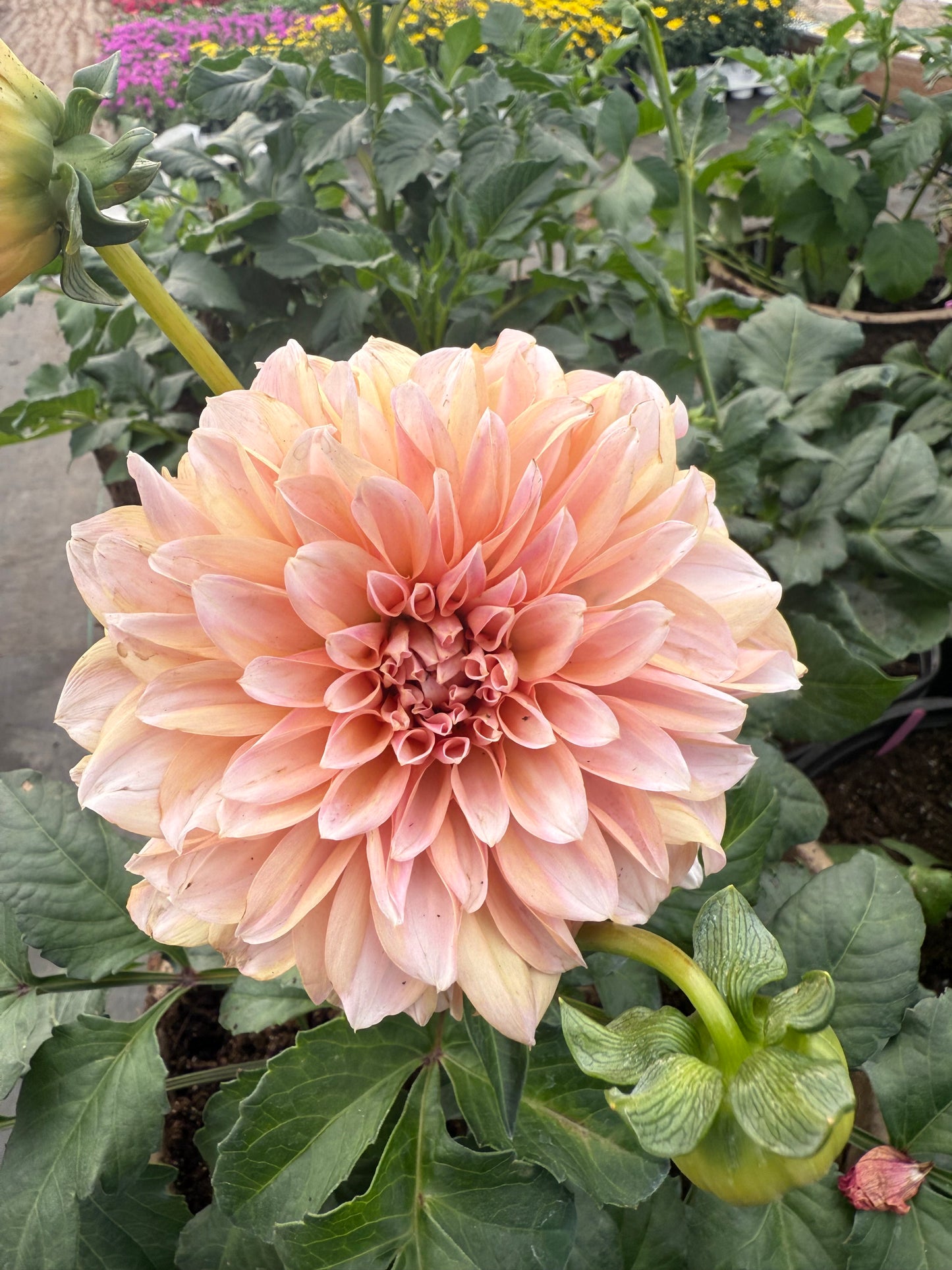 RM Whirligig Rooted Cuttings