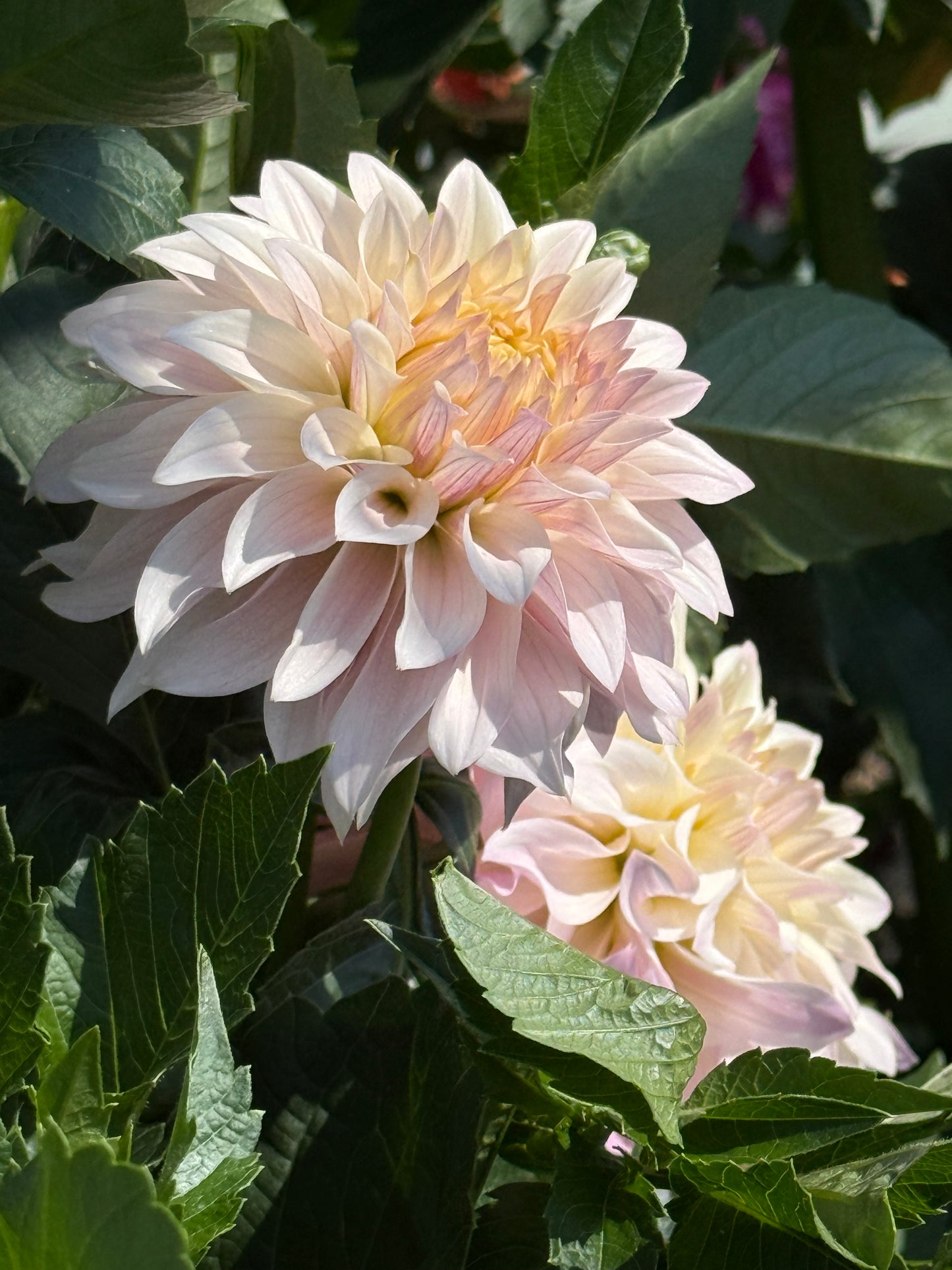Bloomquist Compare Dahlia