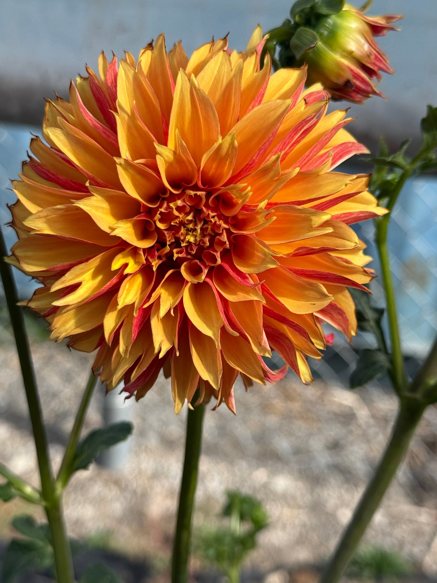 River's Phoenix Dahlia
