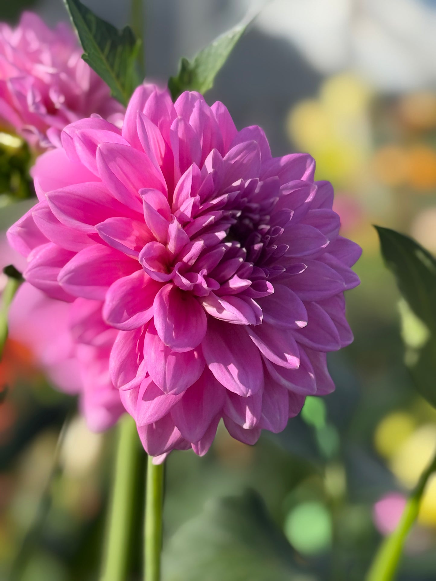 Ferncliff Danube Rooted Cuttings