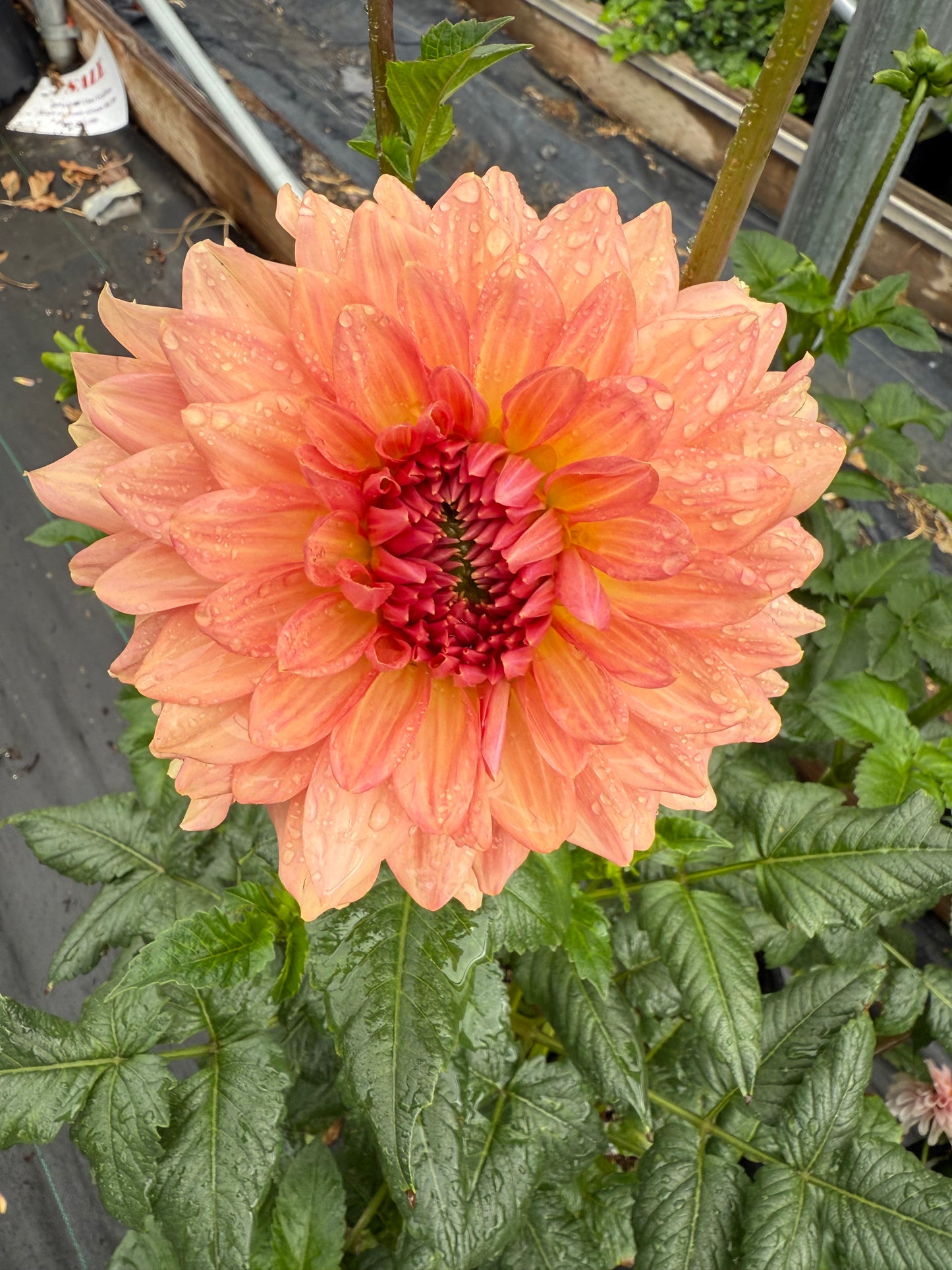 Cara Elizabeth Dahlia