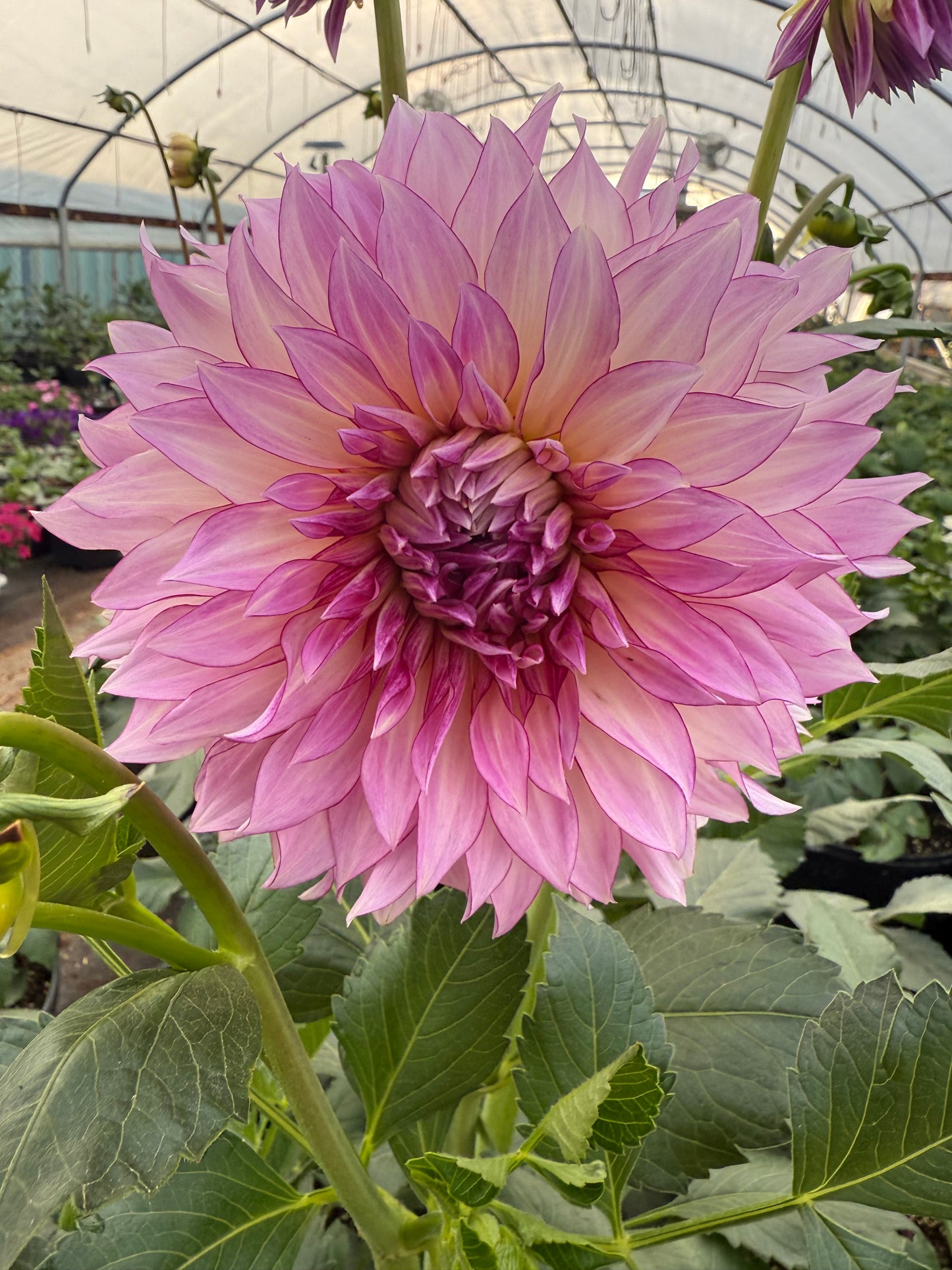 Veca Lucia Dahlias