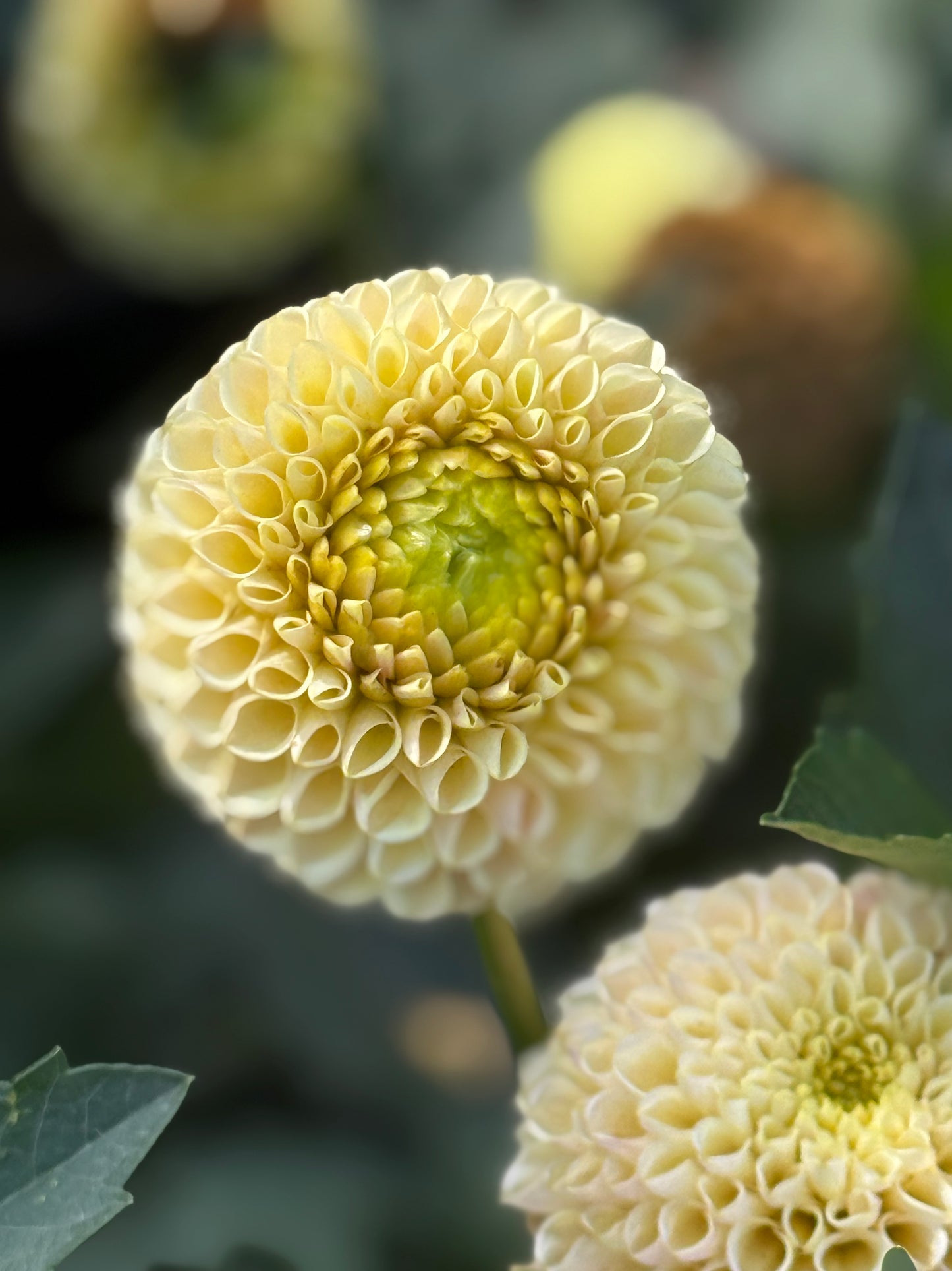 KA’s Honeycomb Dahlia