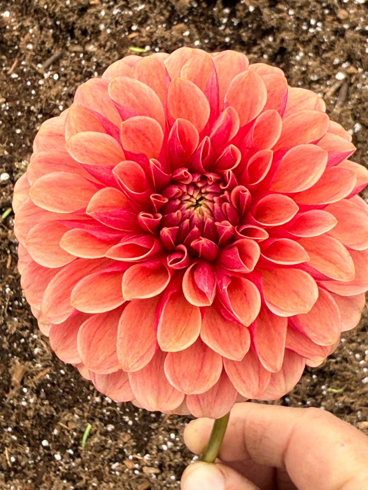 Levi's Blood Moon Dahlia