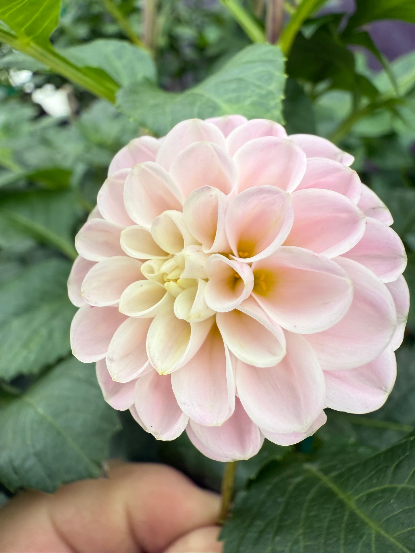 Hollyhill Pink Pearl Rooted Cuttings