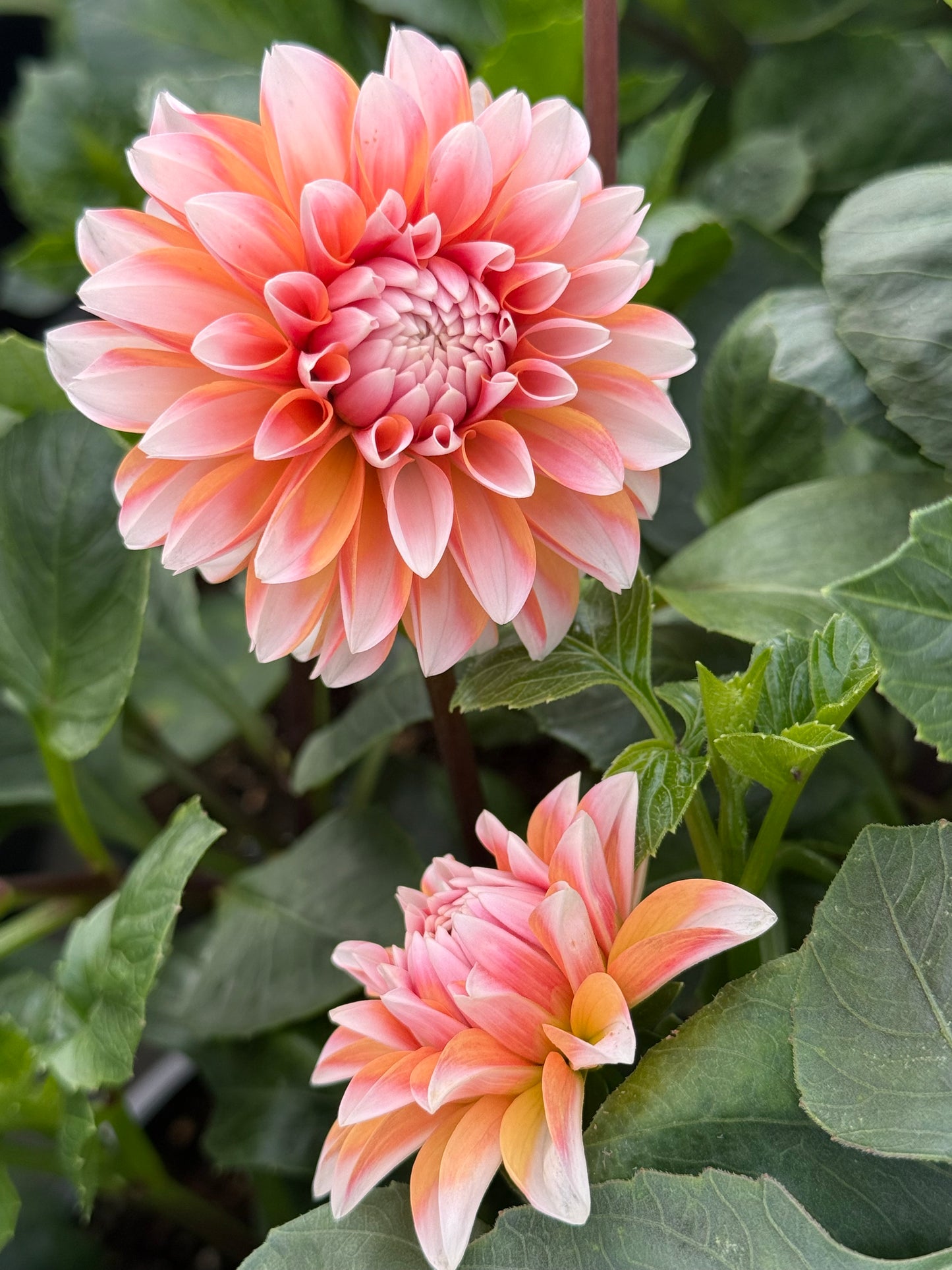 Bell's Otago Rooted Cuttings Shipping Apr 1 - May 15