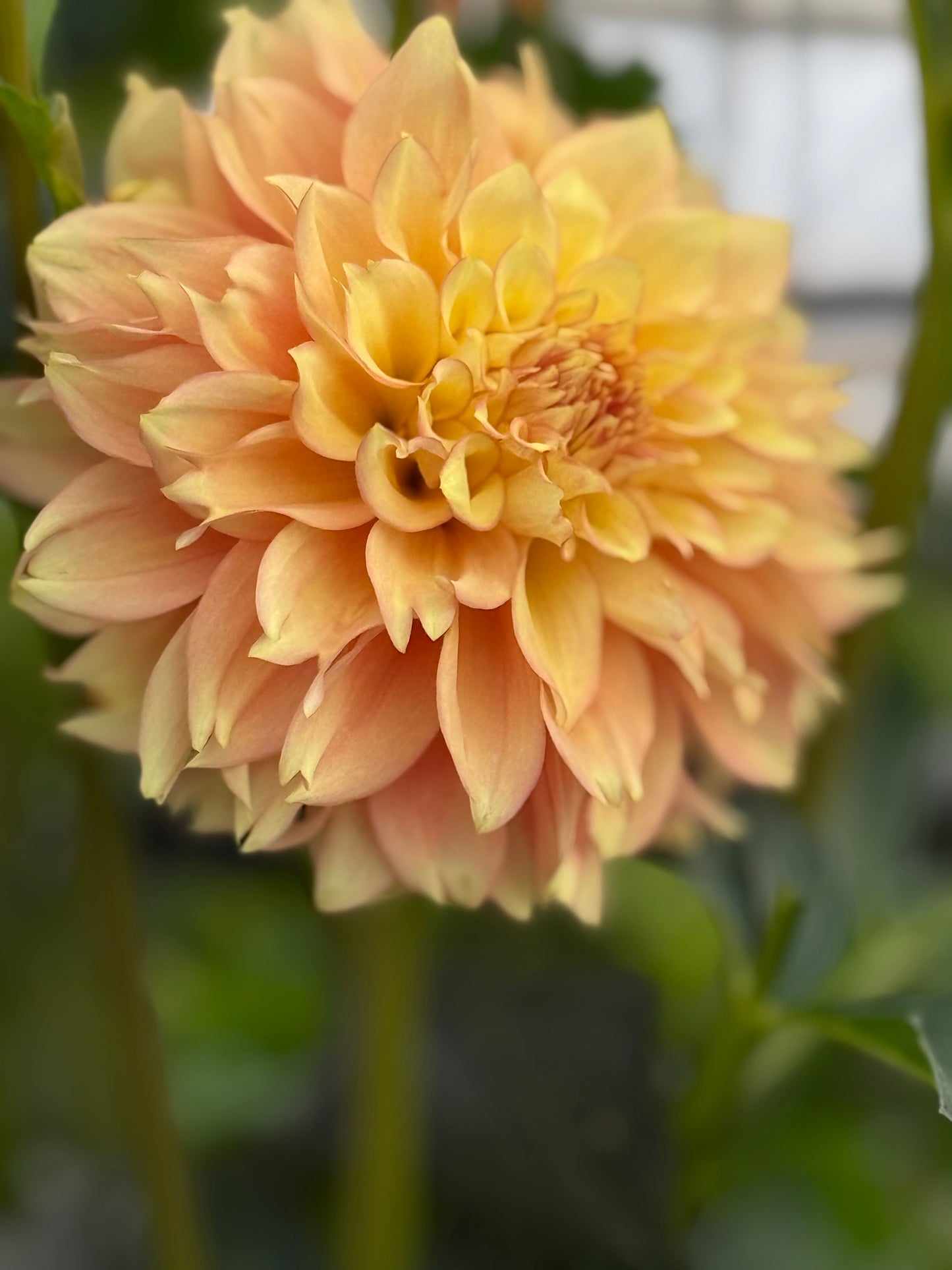 Lee's Savannah Spring Dahlia