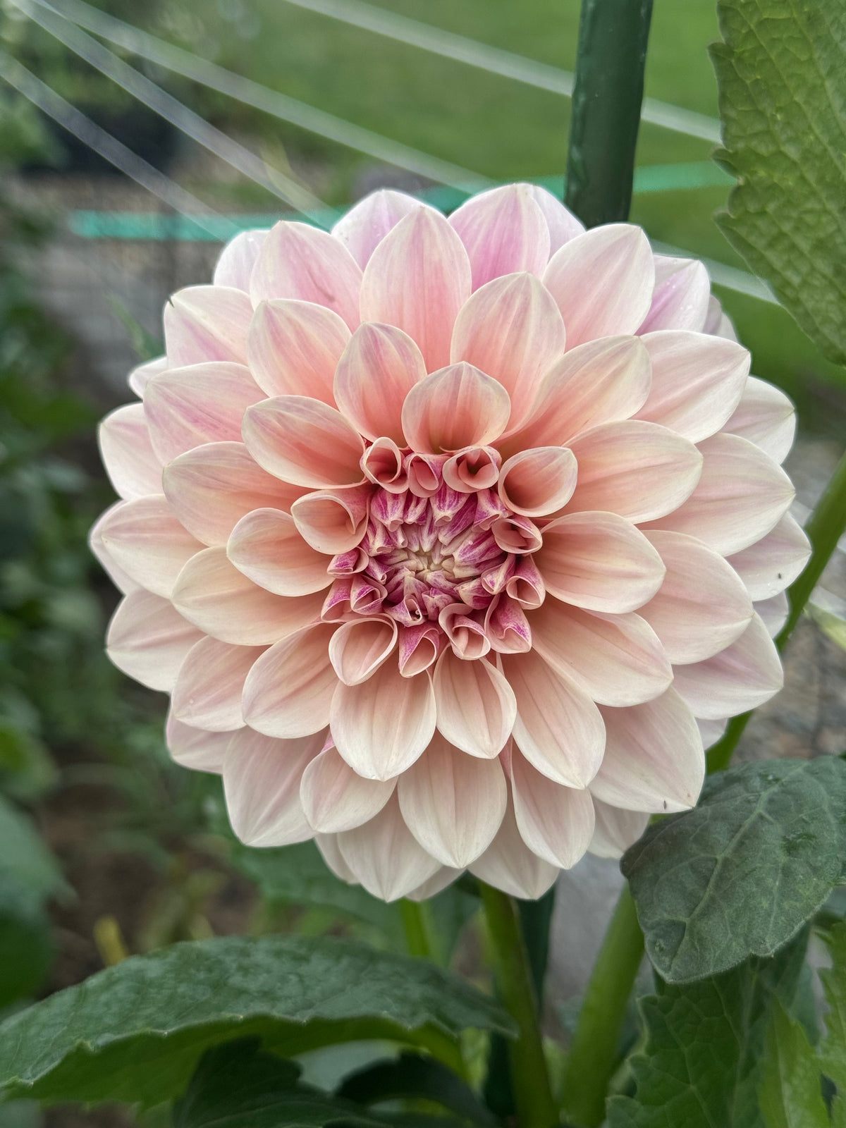 Front view of a Florelie Antique dahlia with cream-edged peach-blush petals and tightly rolled inner petals among green leaves.