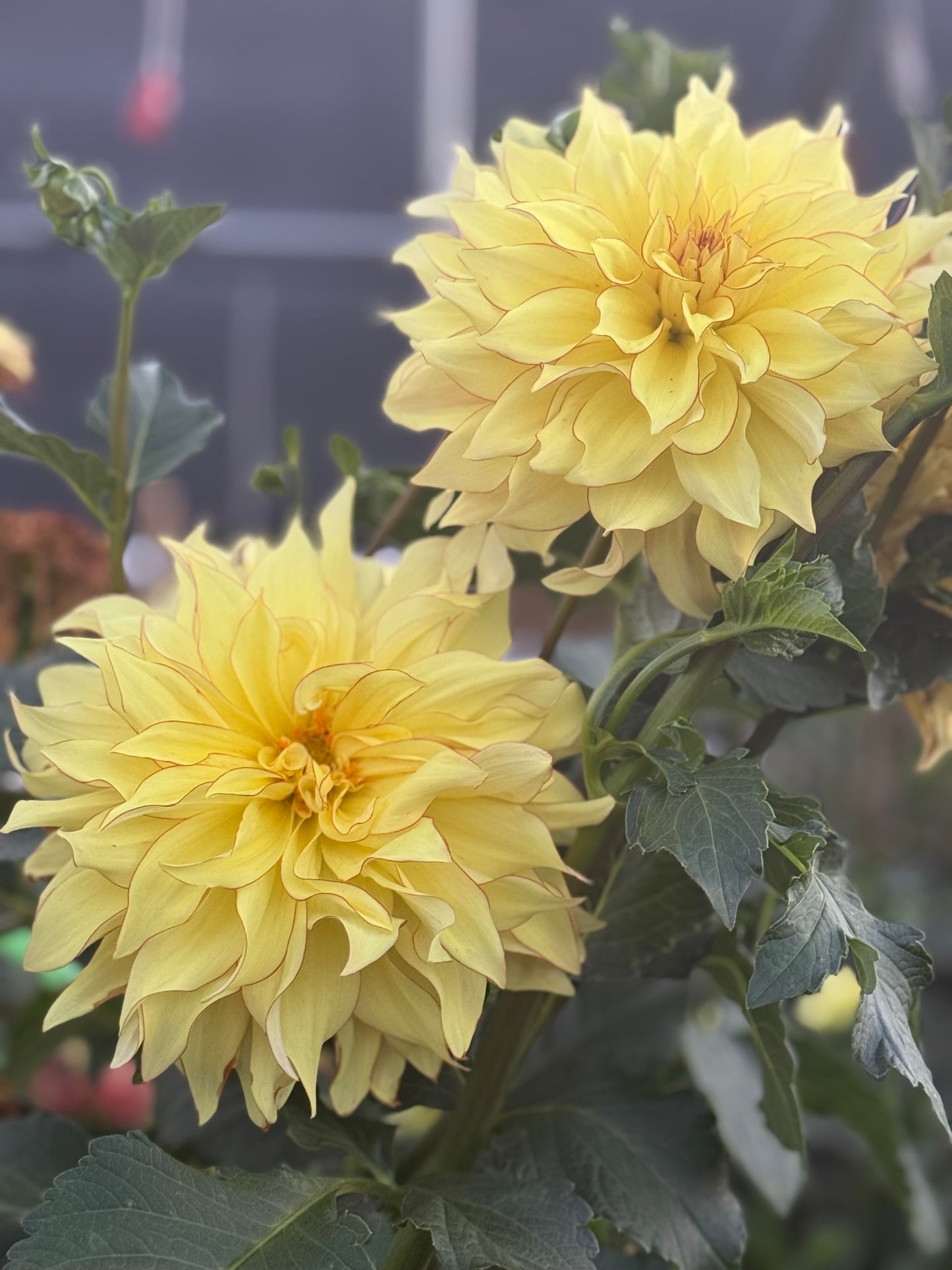 Hart’s Bonnie Rooted Cuttings