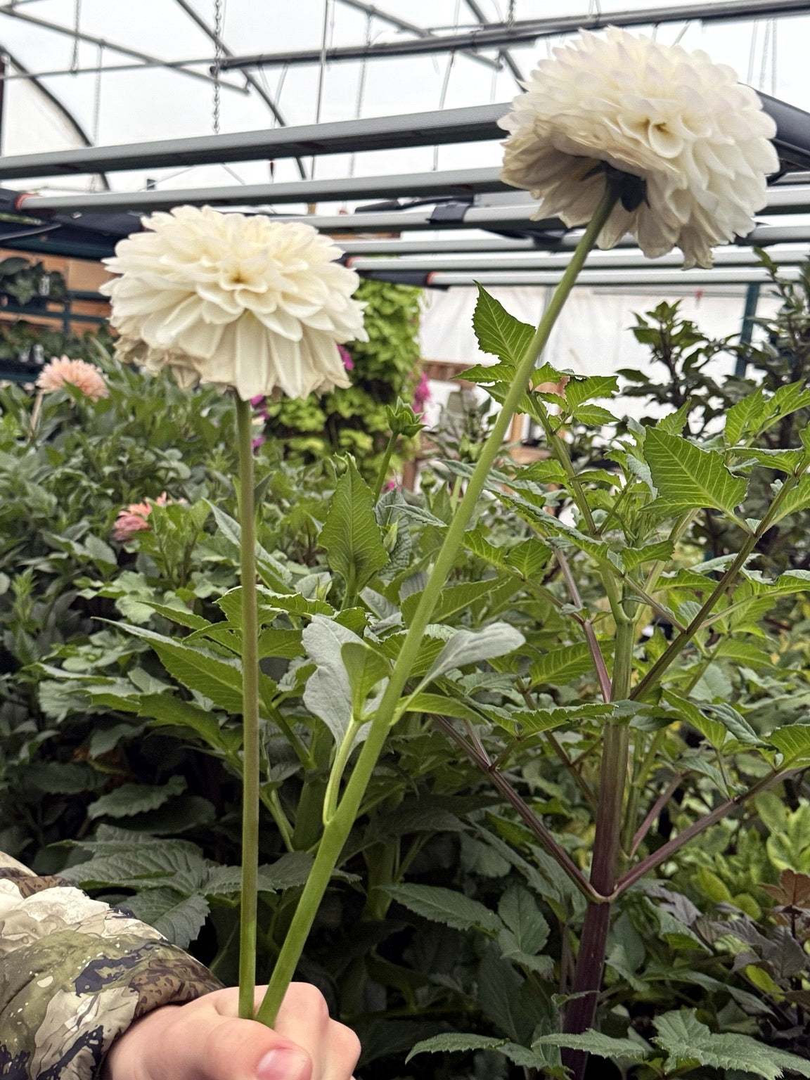 The long, strong stems of Eden Alice Dahlia make it an exceptional cut flower dahlia