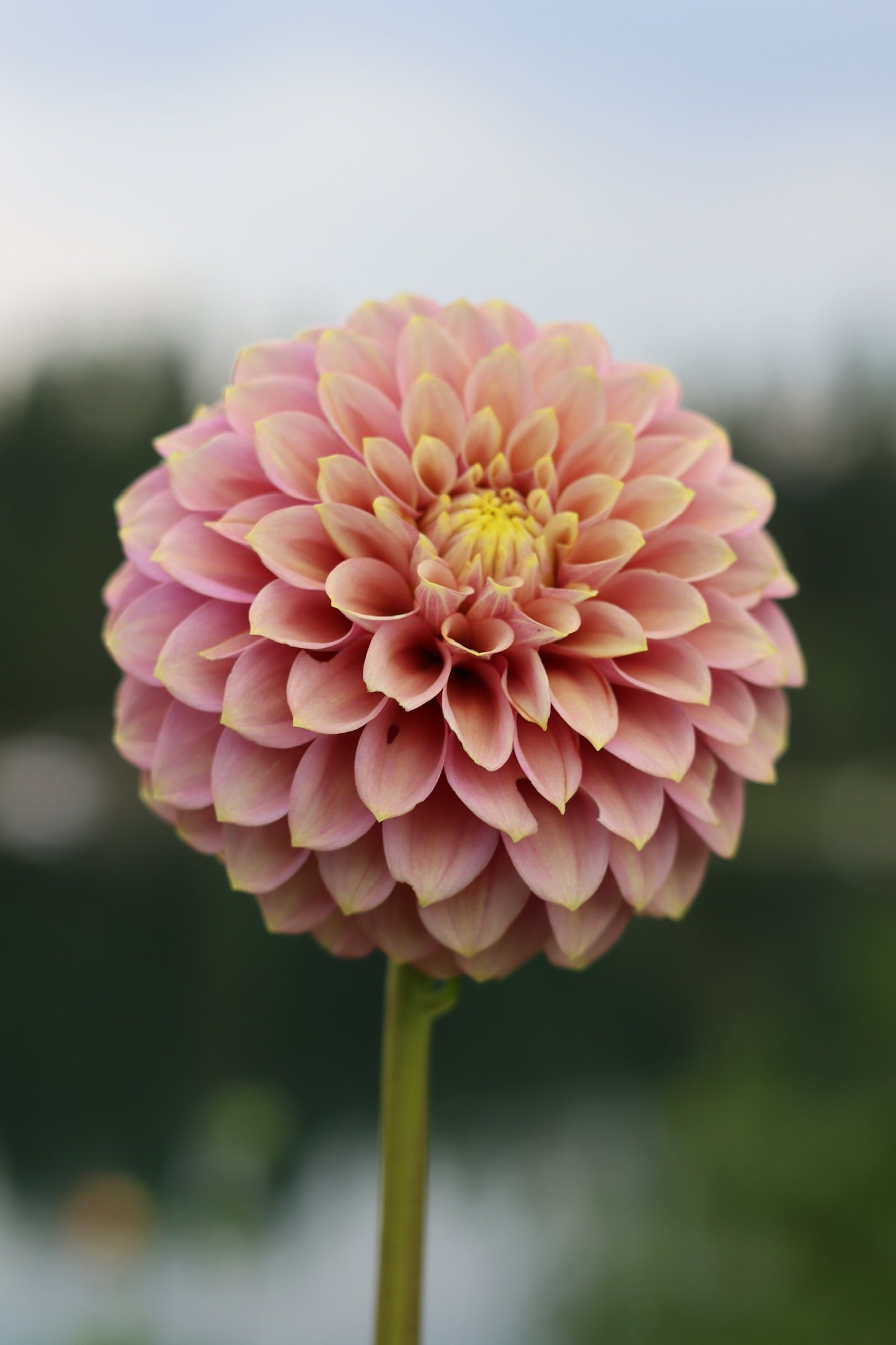 Levi's Leprechaun Dahlia