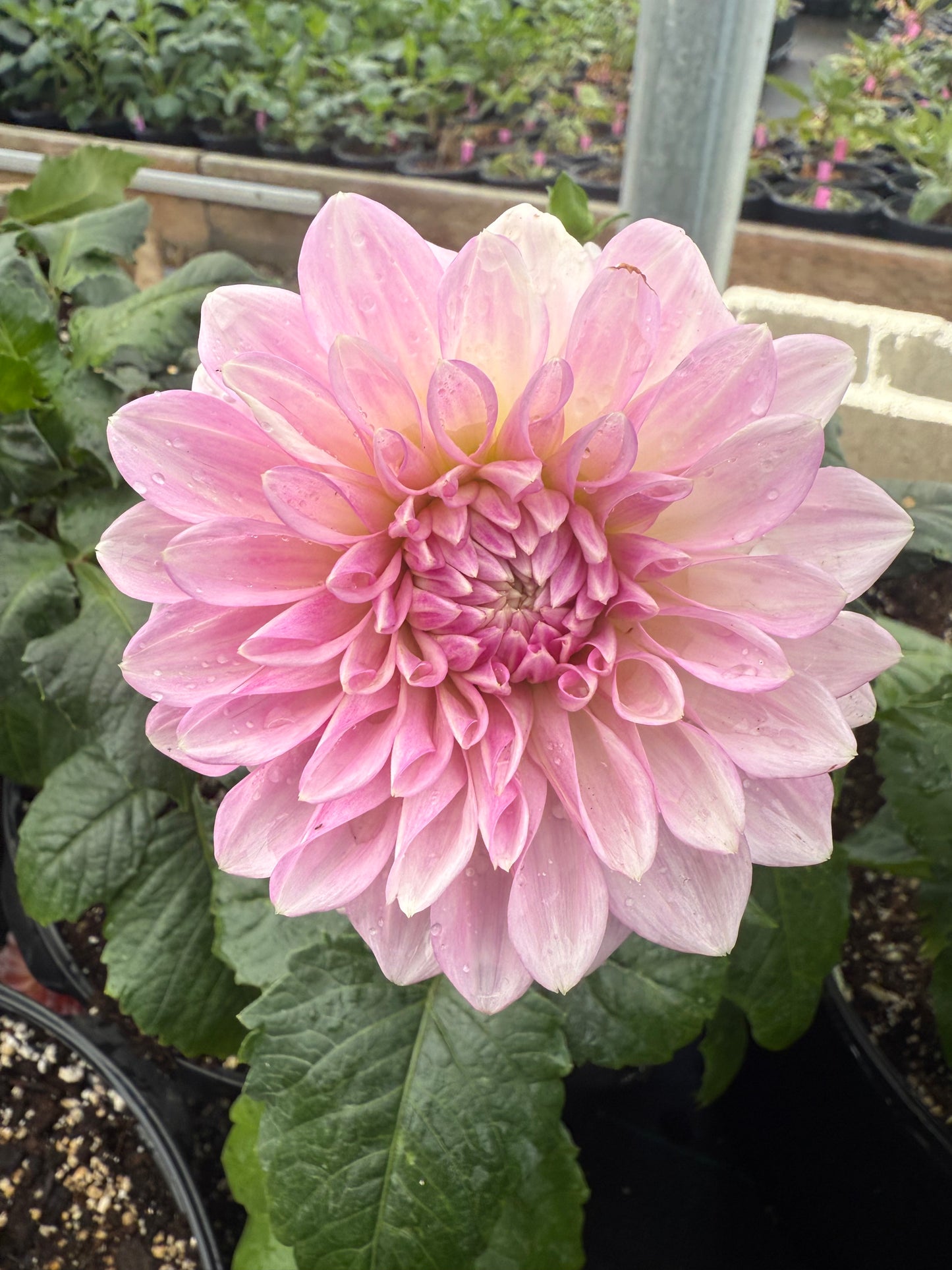 Lee's Sweet Tooth Dahlia