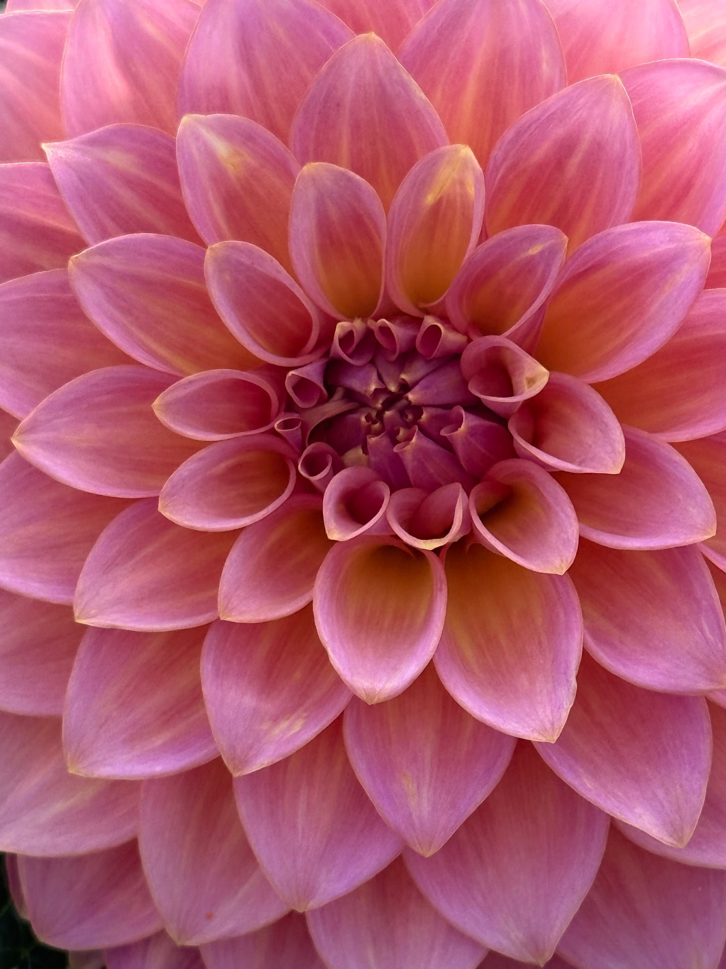 Bloomquist Dave Rooted Cuttings