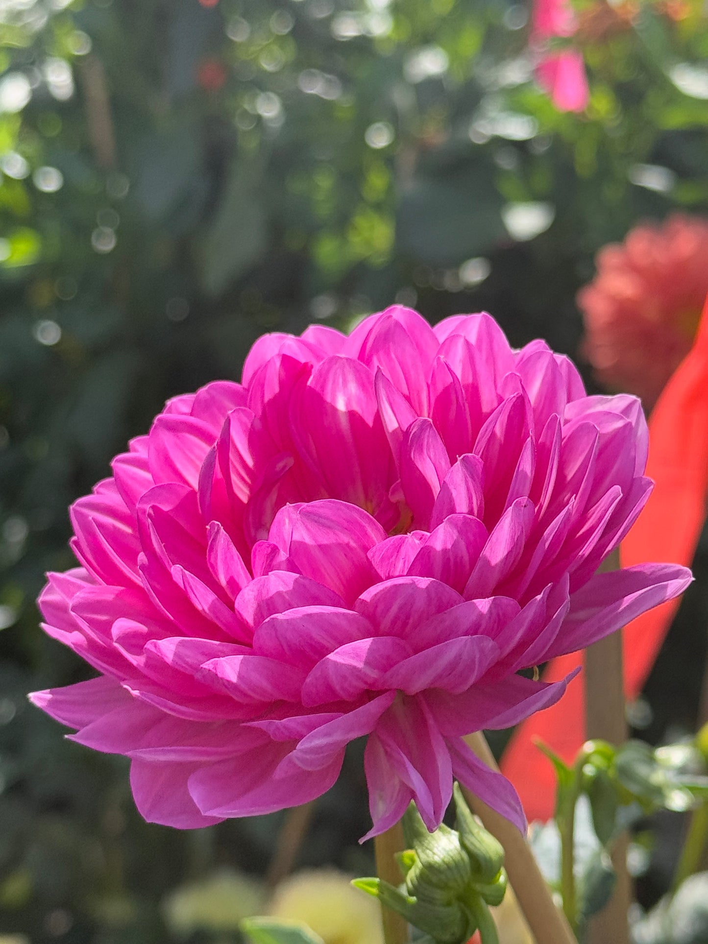 Sandia Cancan Dahlia