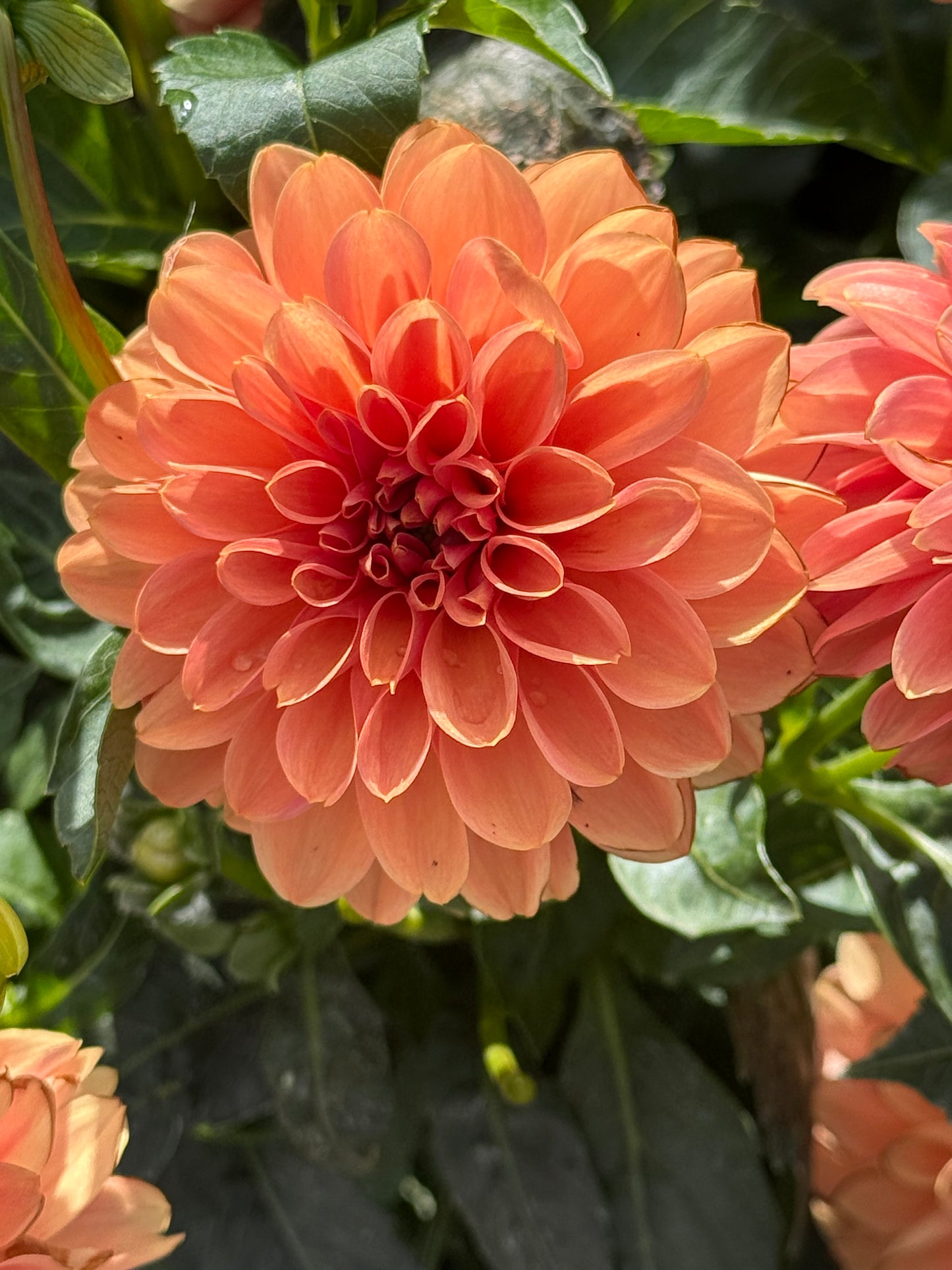 KA’s® Apricot Jam Rooted Cuttings