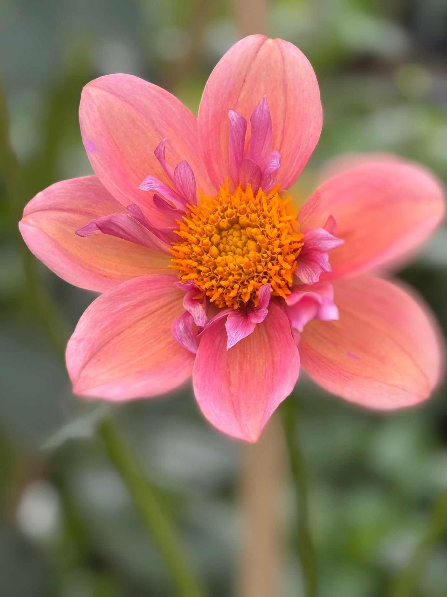 Strawberry Bonbon Dahlia